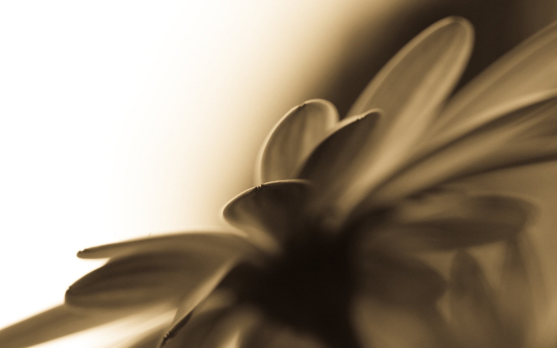 macro, food and drink, selective focus, freshness, studio shot, selective, focus, close-up, 1080P, yellow, flowering plant, flowers, petal, photography, HD Wallpaper