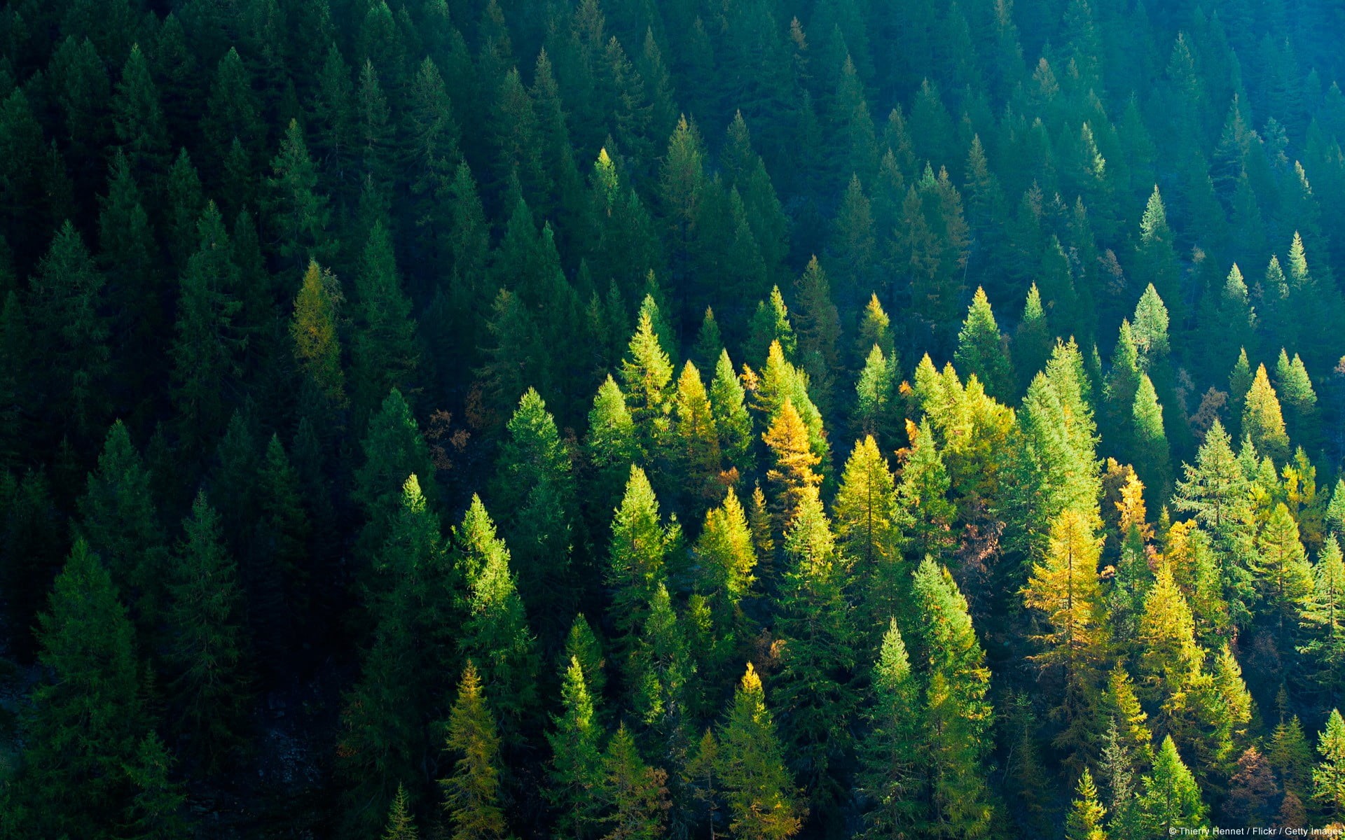 beauty in nature, trees, leaf, nature, green color, photography, high angle view, environment, coniferous tree, land, aerial, tree, green, tranquil scene, HD Wallpaper