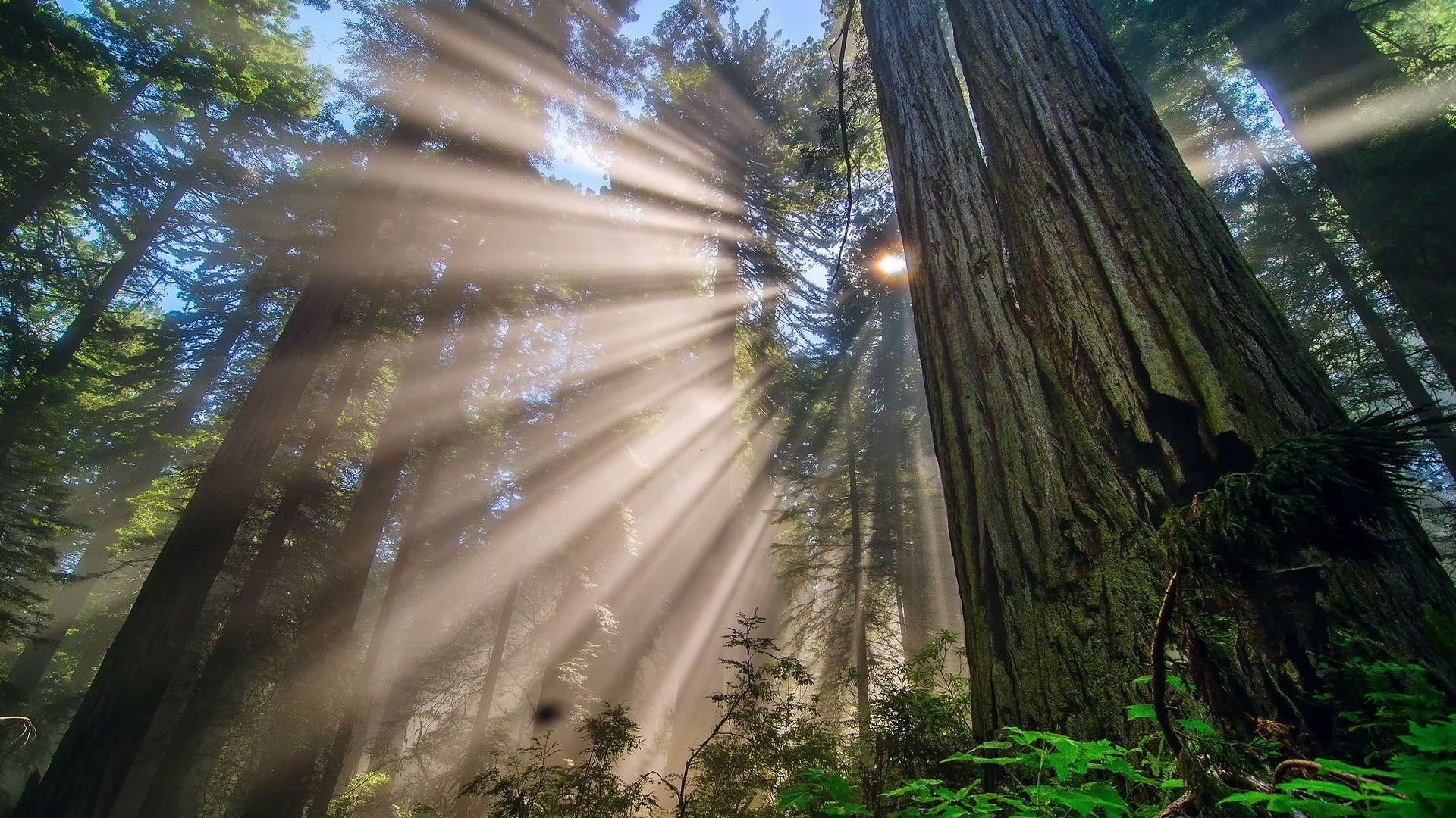 nature, forest, tall, outdoors, trees, growth, bamboo - plant, rainforest, scenics - nature, woodland, tranquil scene, sunbeam, gray, 1080P, tranquility, HD Wallpaper