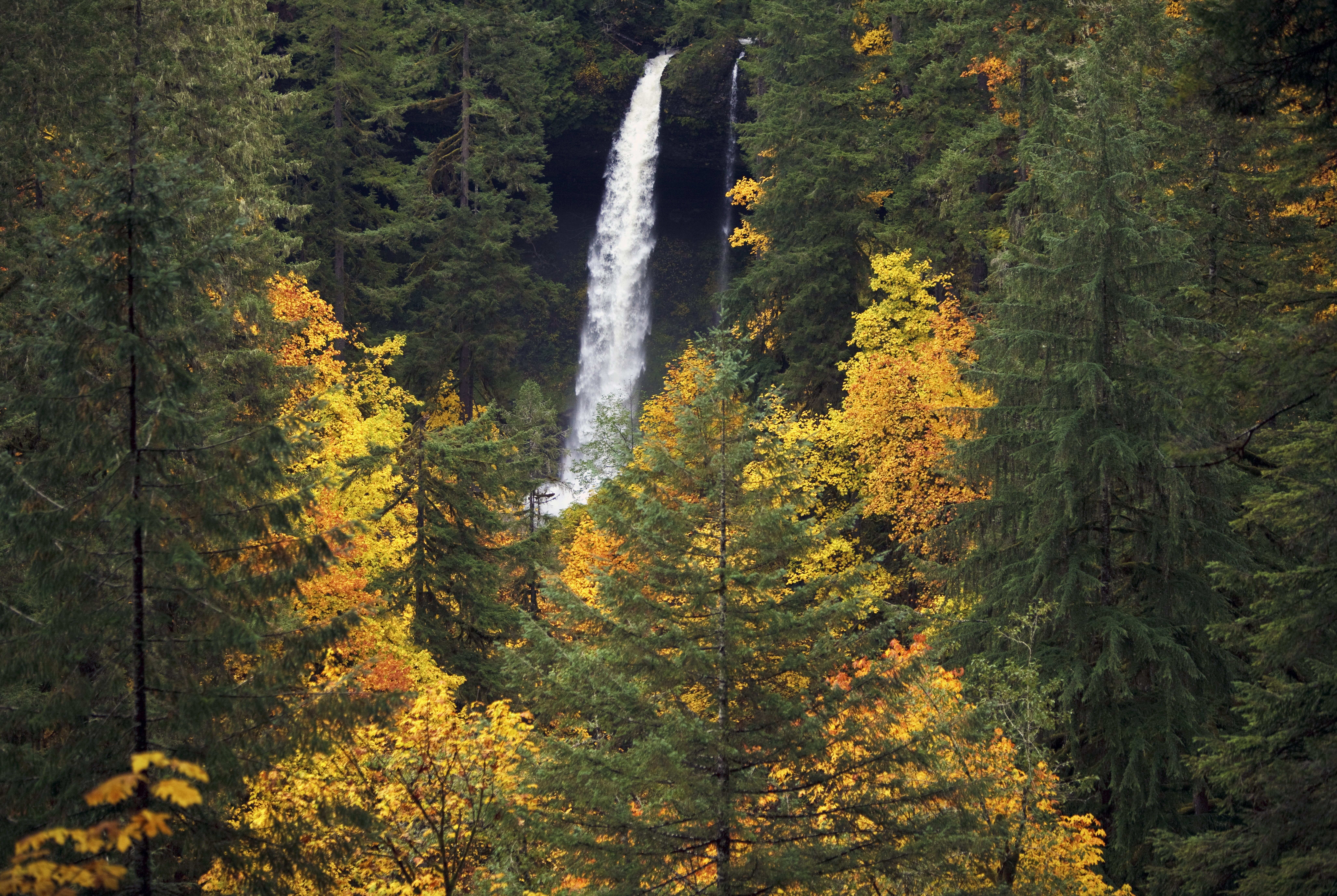 Forest, North  Fall, scenics, Trees, time, Autumn  Colors, 8K, Silver  Falls  State  Park, tress, leaf, outdoors, landscape, water, day, water falls, Landscape  Photography, HD Wallpaper