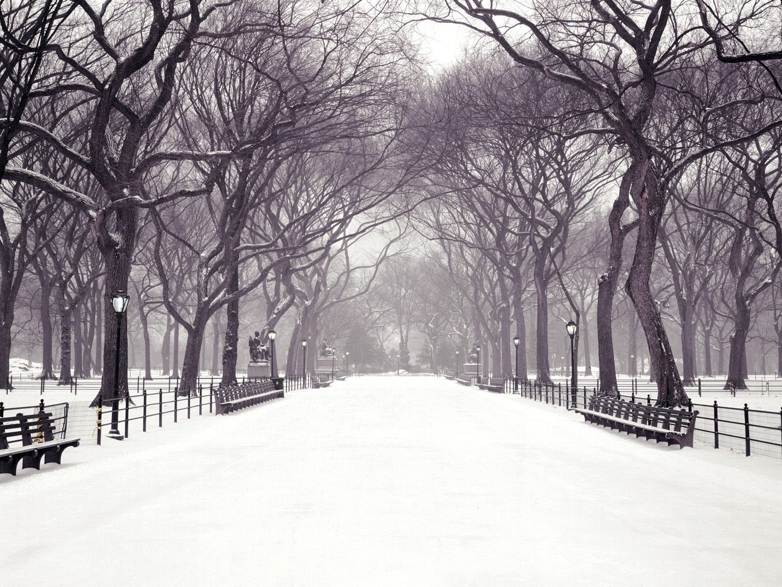 covering, outdoors, no people, winter, cold temperature, tress, park, lights, nature, diminishing perspective, snowing, trees, post, plant, bare tree, snow, HD Wallpaper