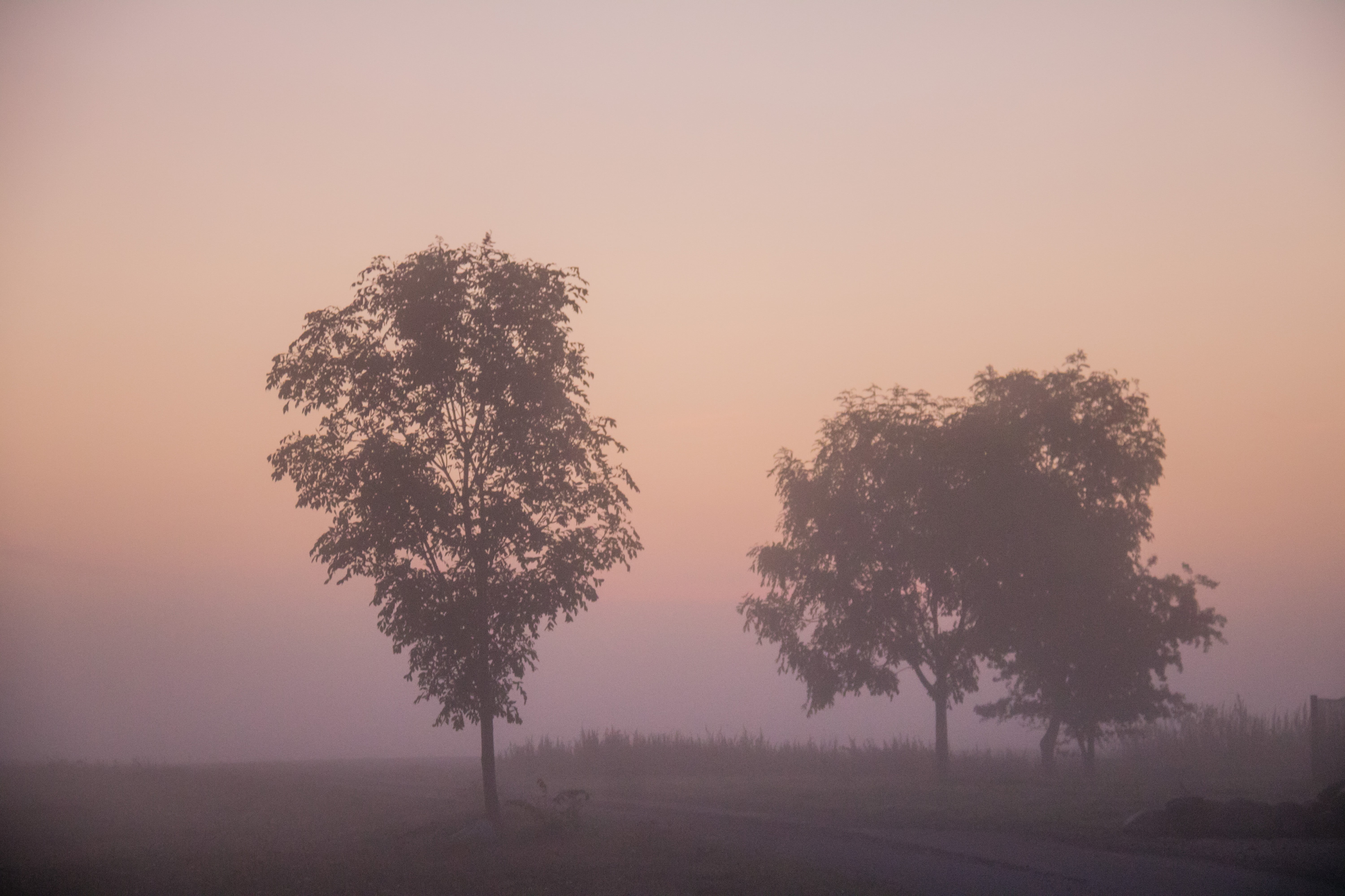 model, camera, lens, ƒ / 5, exif, country, two, tree, 760d, dawn, outdoors, sunrise, 5K, f/3.5, landskap, green, fog, iso_speed, canon, geo:location, morgon, HD Wallpaper