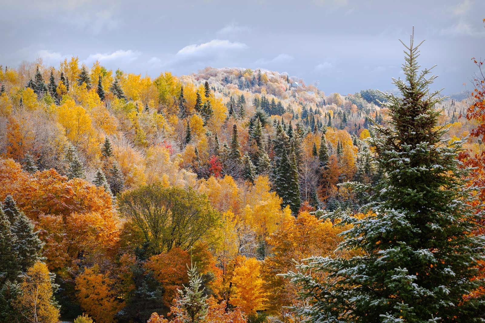 Tree, 720P, mountain, photo, landscape, nature, outdoors, ngc, forest, Laurentians, Tops, Fall color, scenics, season, woodland, areal, Local Color, Frosted, HD Wallpaper
