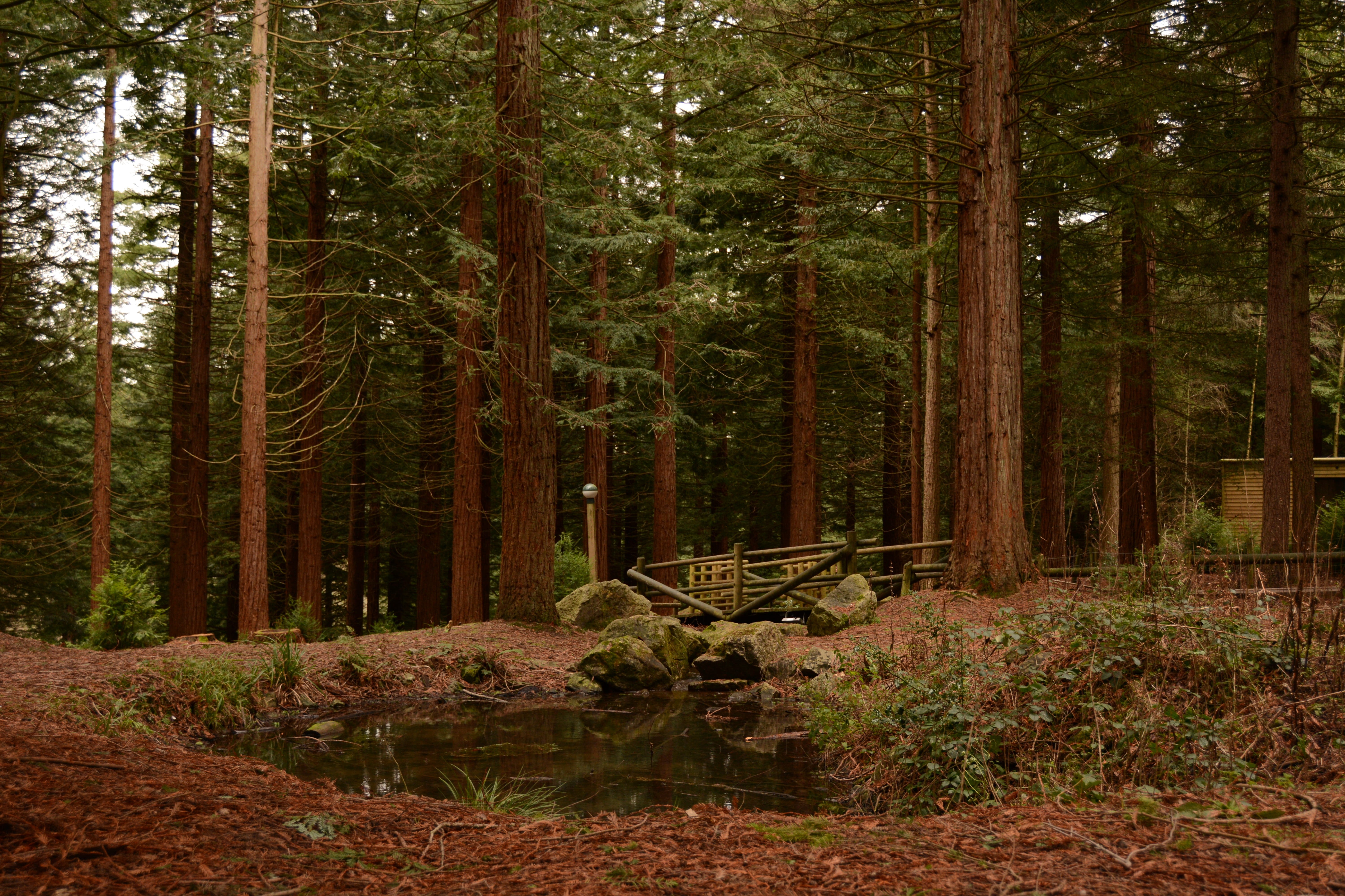 bridge, redwood, foresttrees, no people, land, nature, plant, lake, tranquility, centreparcs, green color, stones, 5K, trunk, warminster, redwoods, woodland, HD Wallpaper