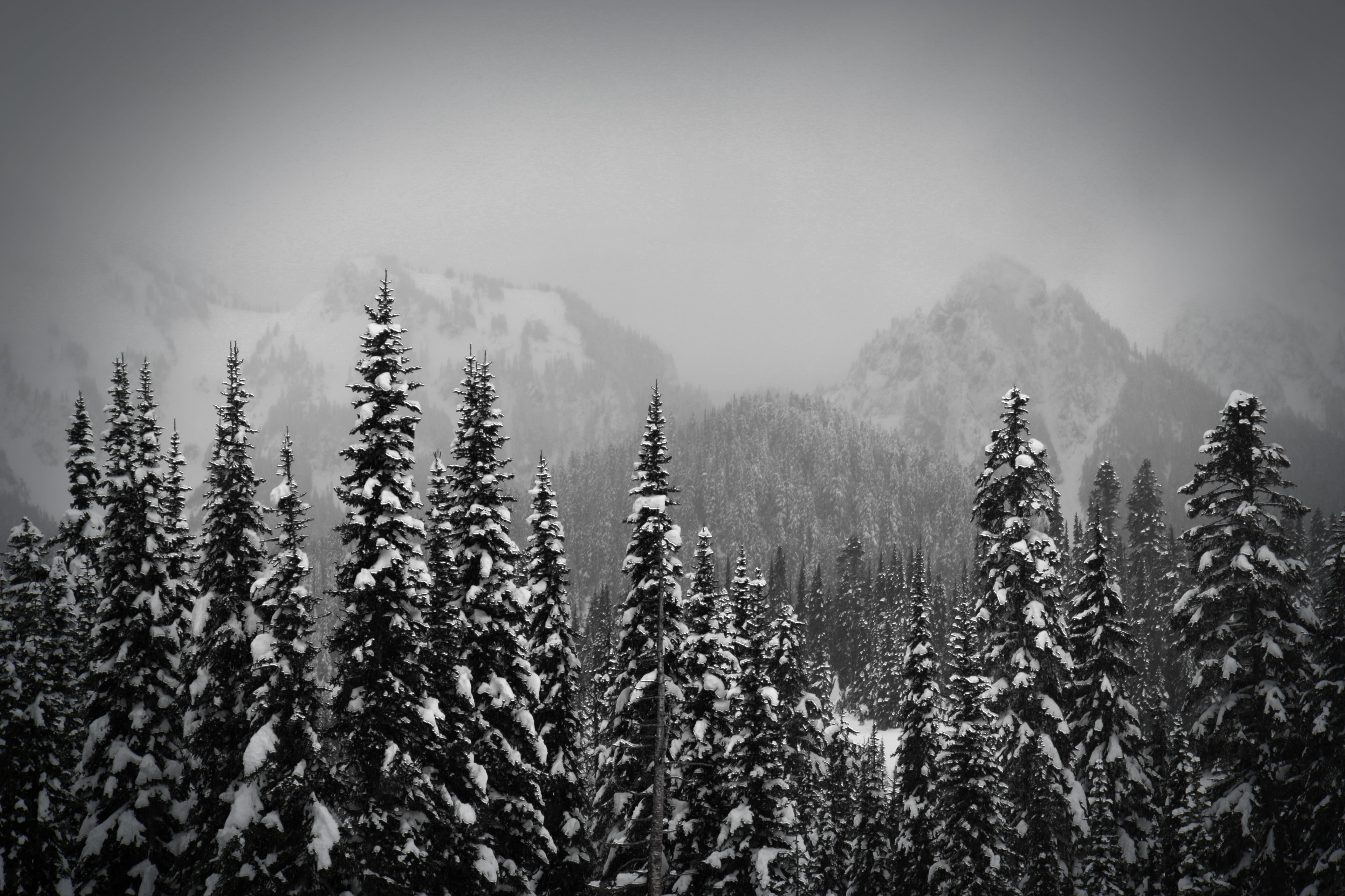 environment, coniferous tree, sky, photo, winter, evergreen tree, landscape, beauty in nature, fog, nature, tranquil scene, tree, snow, black and white, HD Wallpaper