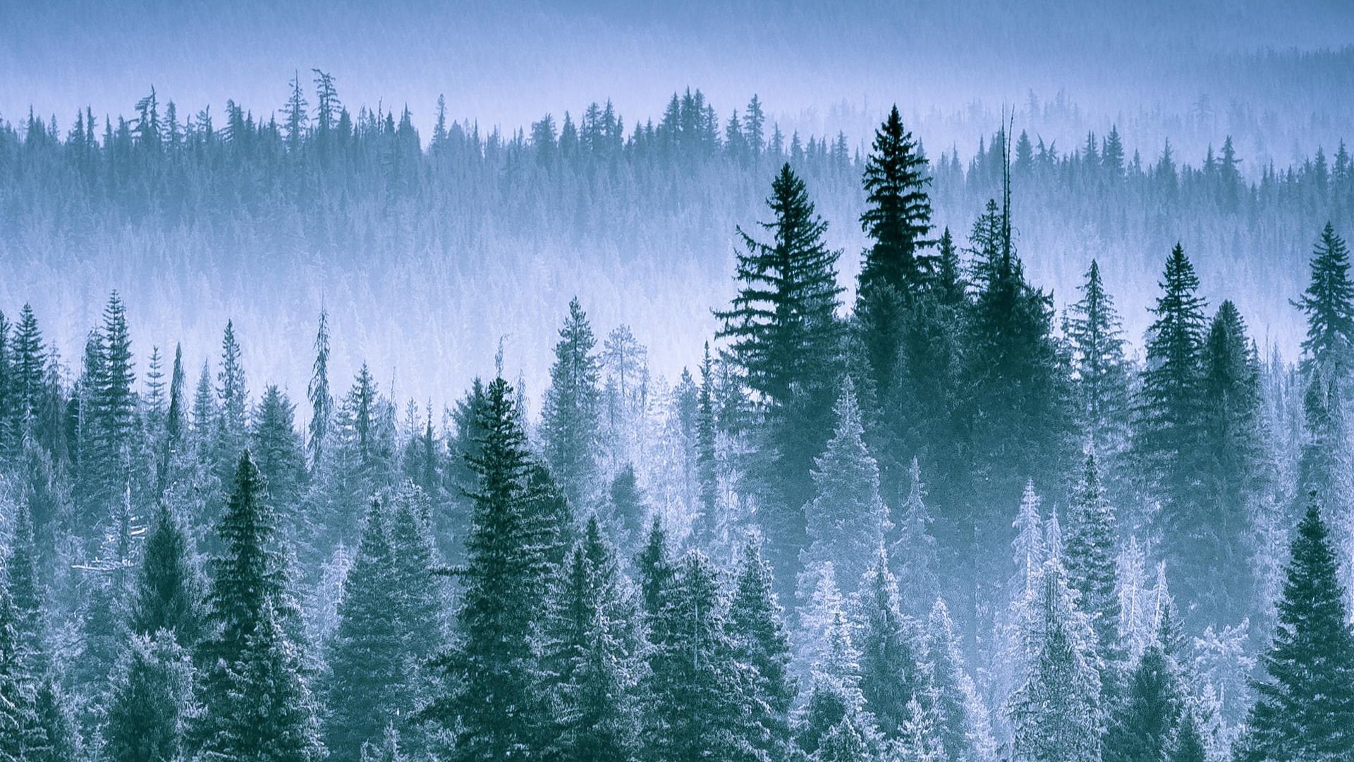 land, fog, Smoky Mountains, scenics - nature, trees, woodland, pine woodland, evergreen tree, no people, forest, non-urban scene, Thielsen, coniferous tree, HD Wallpaper