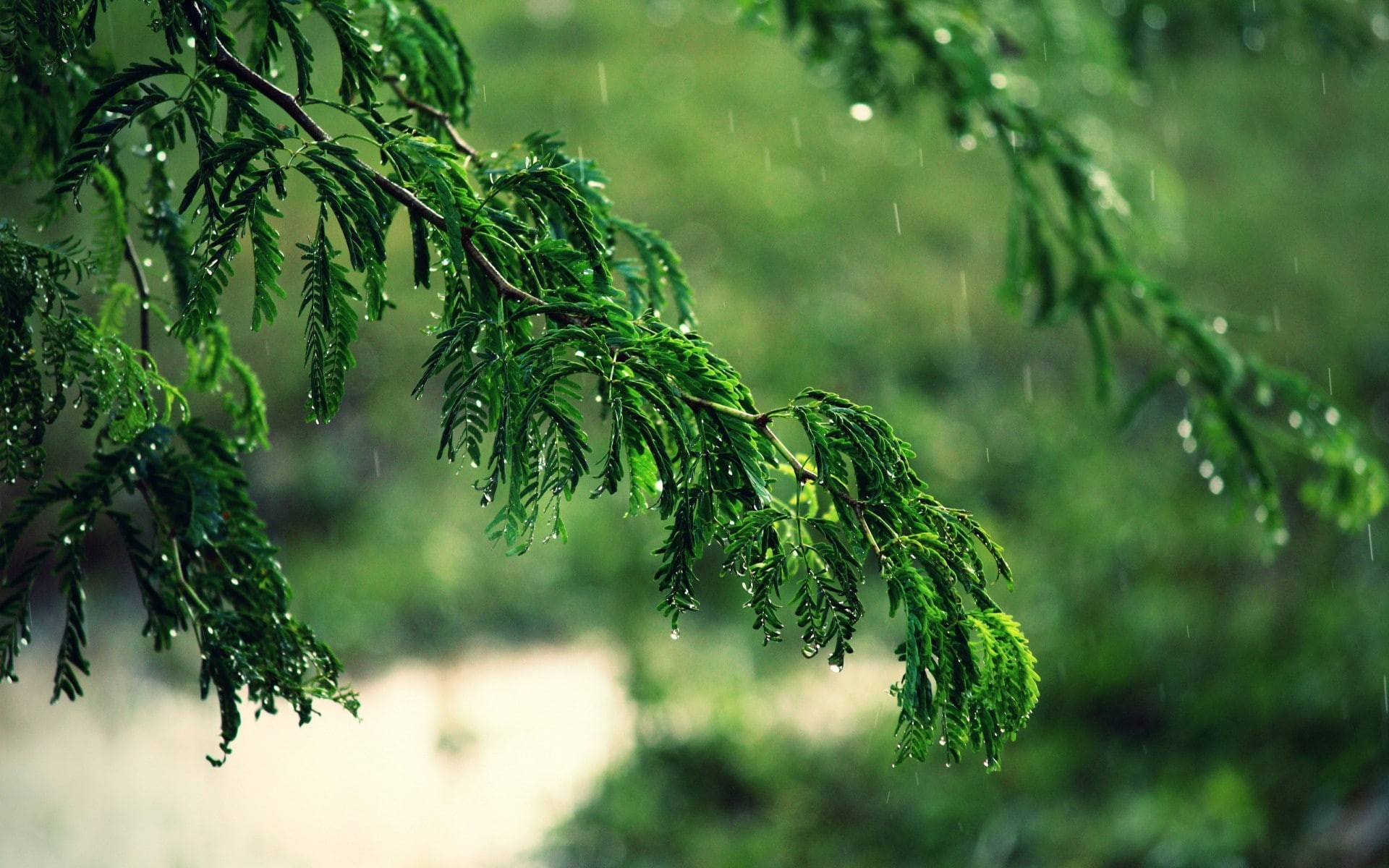 needle - plant part, rain, green color, close-up, trees, plant, leaf, plant part, focus on foreground, branch, coniferous tree, day, nature, tranquility, HD Wallpaper