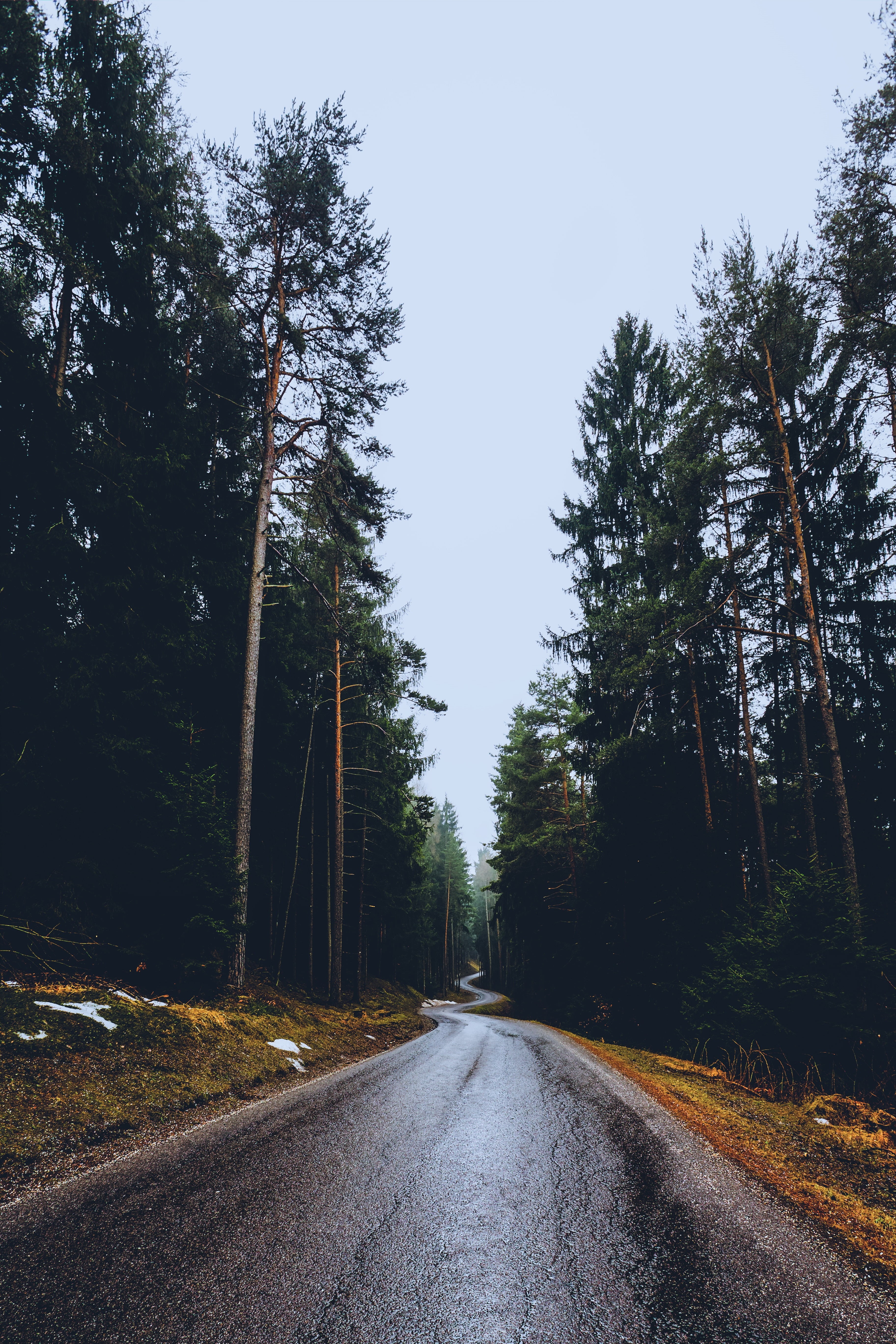 the way forward, woodland, road, tranquility, non-urban scene, pathway, pine trees, growth, forest, transportation, direction, pinaceae, beauty in nature, Phone HD Wallpaper