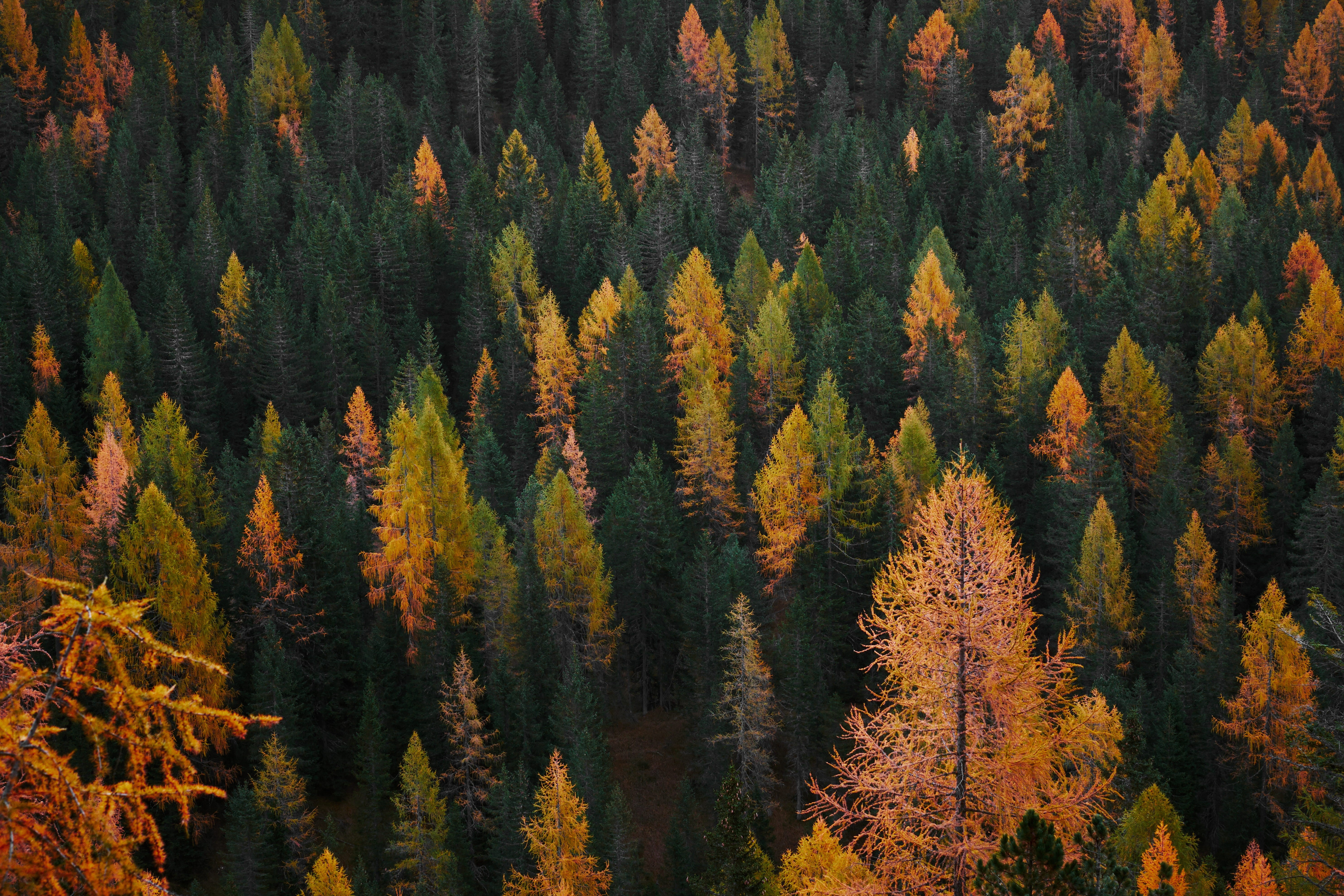 pinaceae, color, bird, coniferous tree, aerial, trentino, sunset, eye, leafe, outdoors, non-urban scene, moutain, mountain, trees, plant, evergreen tree, HD Wallpaper