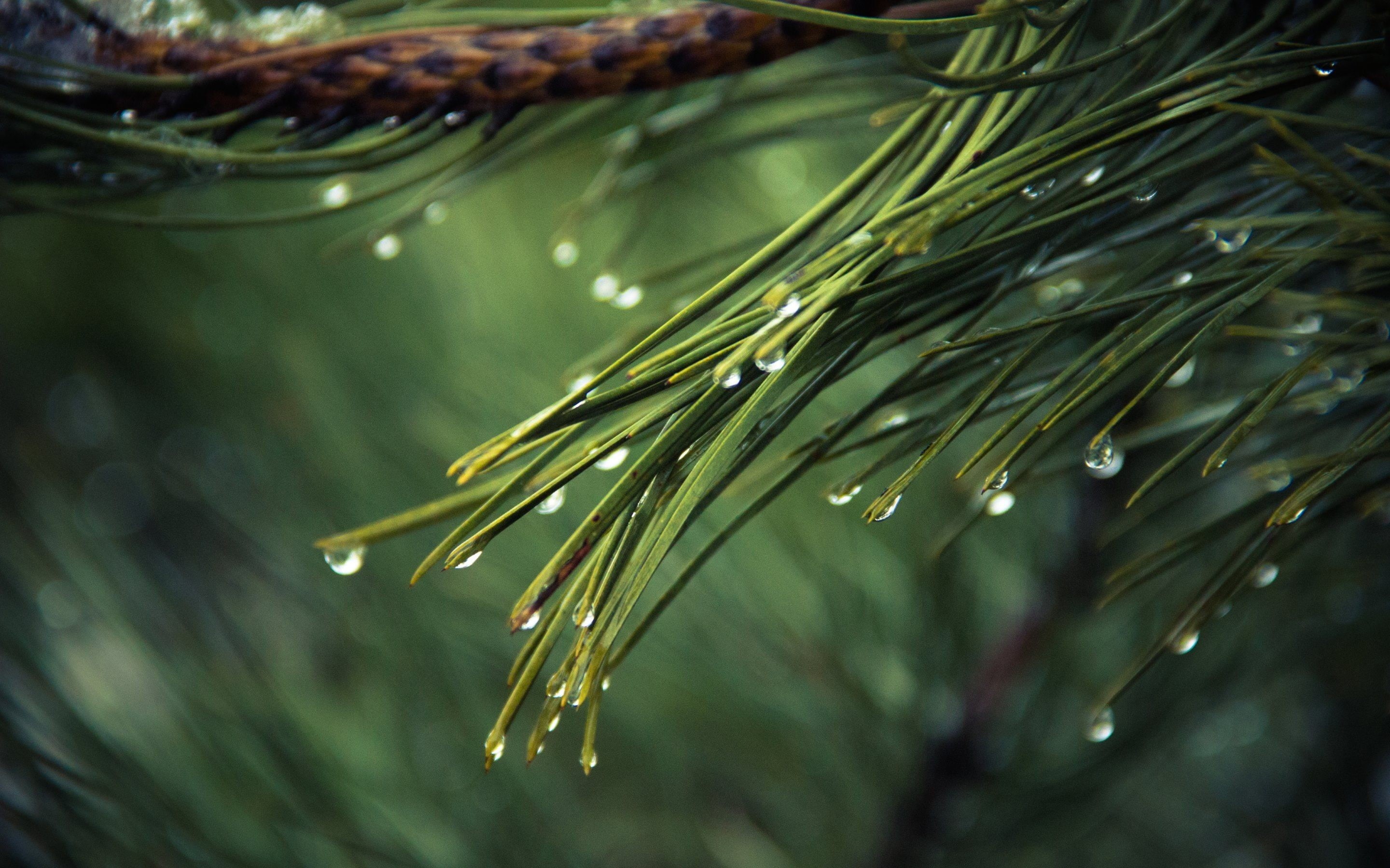 day, selective focus, plants, beauty in nature, tree, needle - plant part, plant, branch, pine tree, tree trunk, growth, water, raindrop, 2K, focus on foreground, HD Wallpaper
