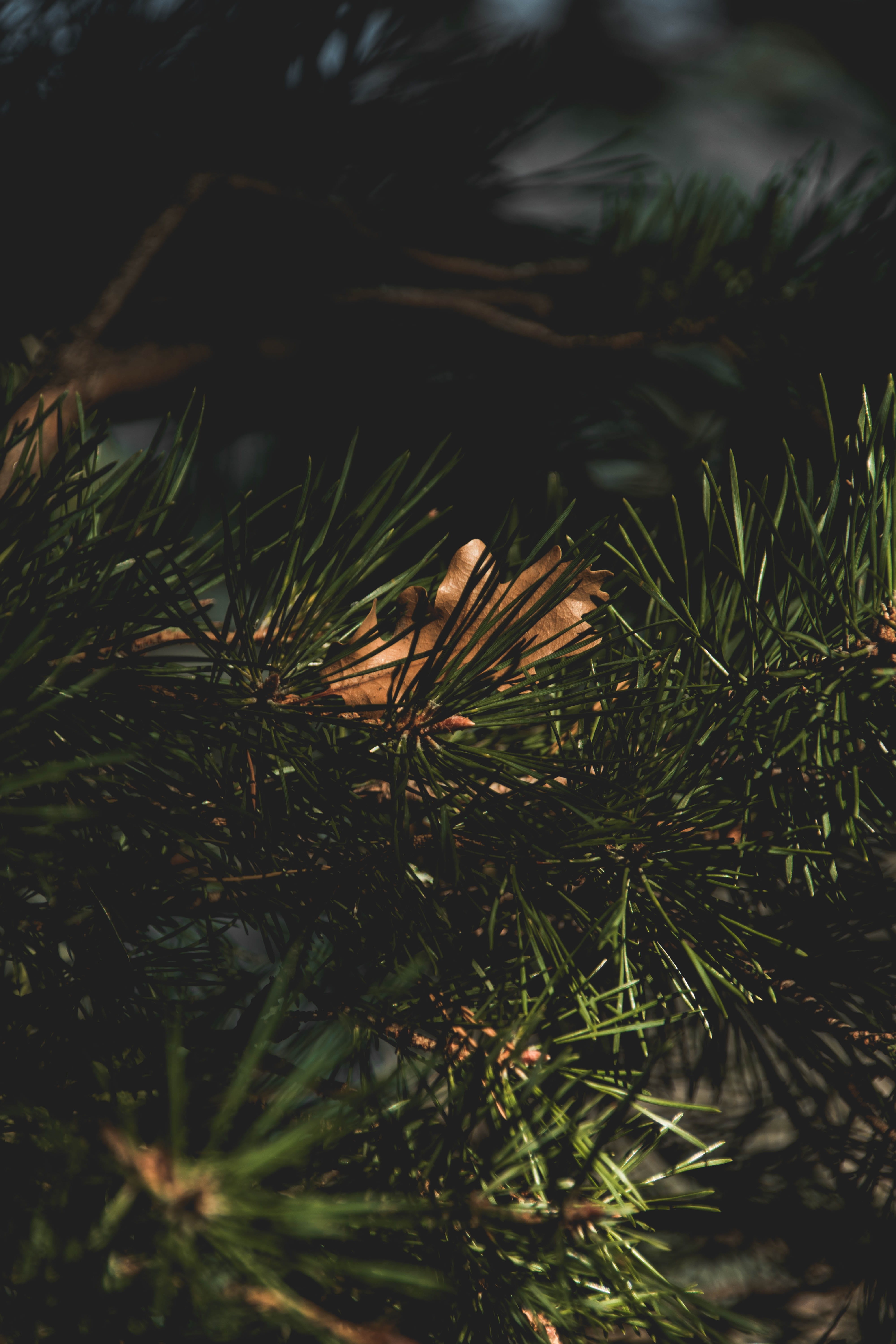 selective focus, switzerland, moody, tree, beauty in nature, autumn, hd, green, sunlight, needle - plant part, branch, plant, green color, outdoors, background, Phone HD Wallpaper