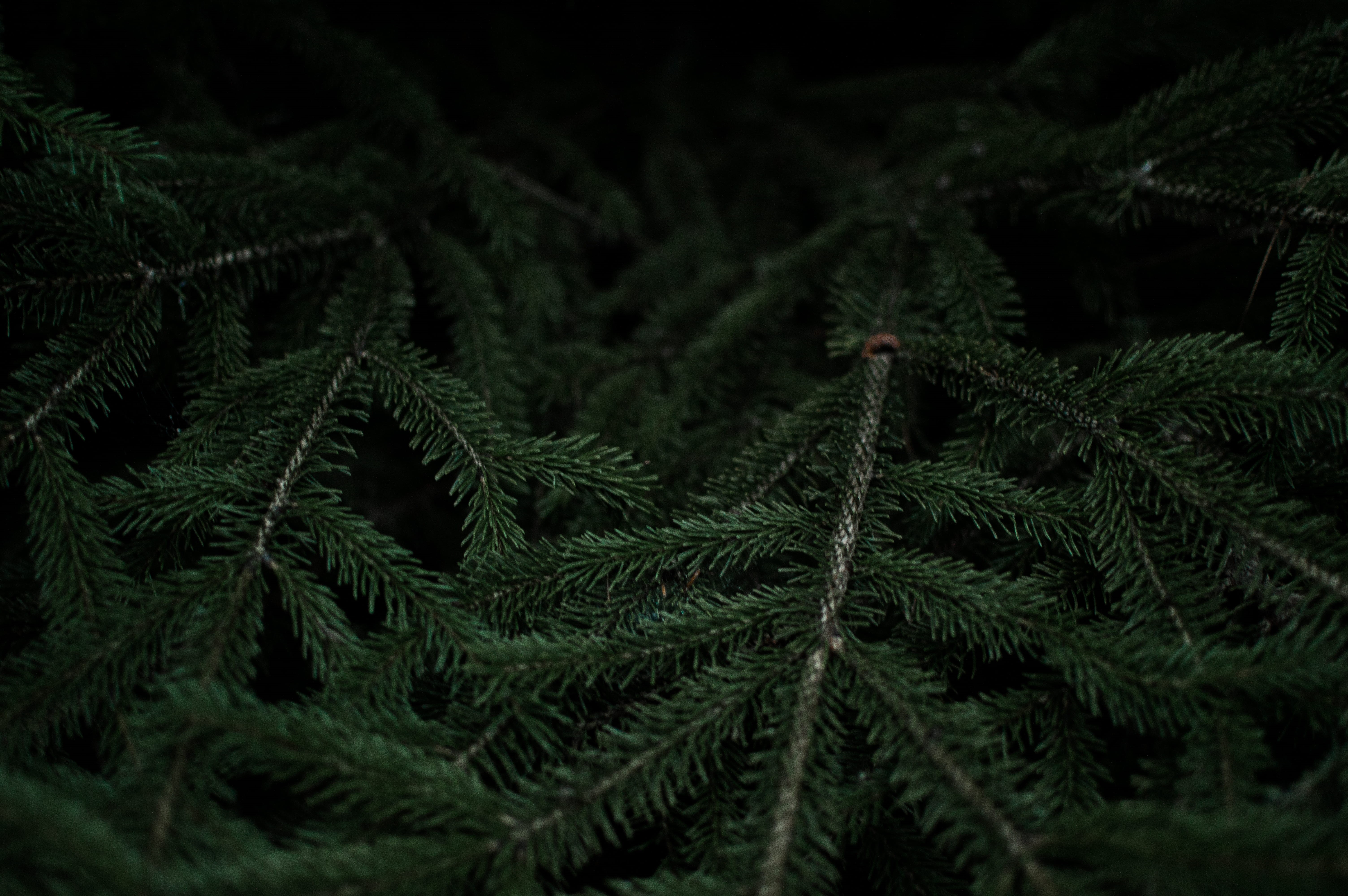 evergreen Tree, no People, beauty in nature, forest, 5K, pine tree, fragility, nature, plant part, tree, branches, selective focus, branch, green, plant, HD Wallpaper