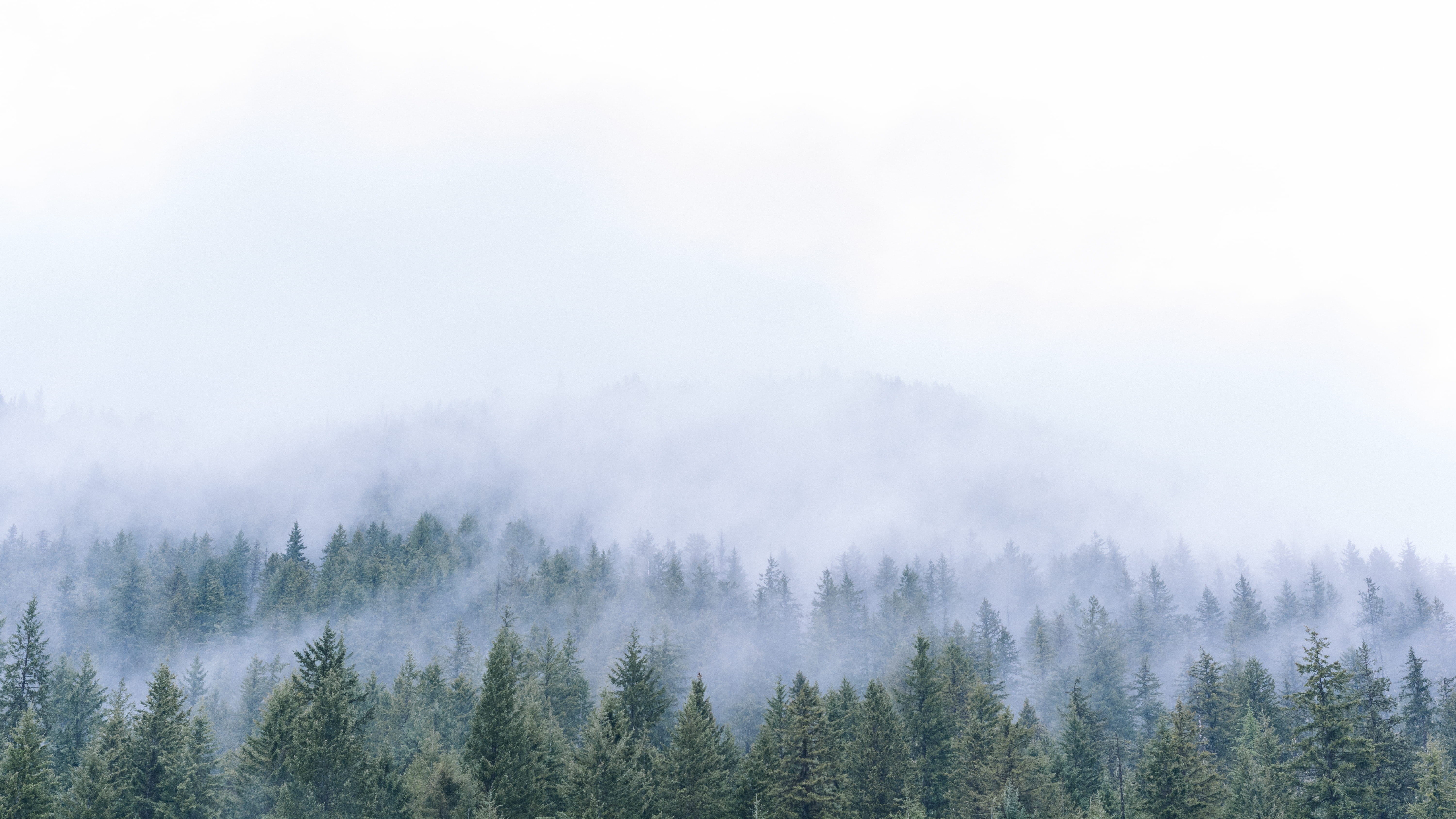 cloudy, tree, treetop, mist, scenics, front, land, pine, woodland, fog, mountain peak, forest, daytime, landscape, foggy, sky, aerial, pine woodland, scenics - nature, HD Wallpaper