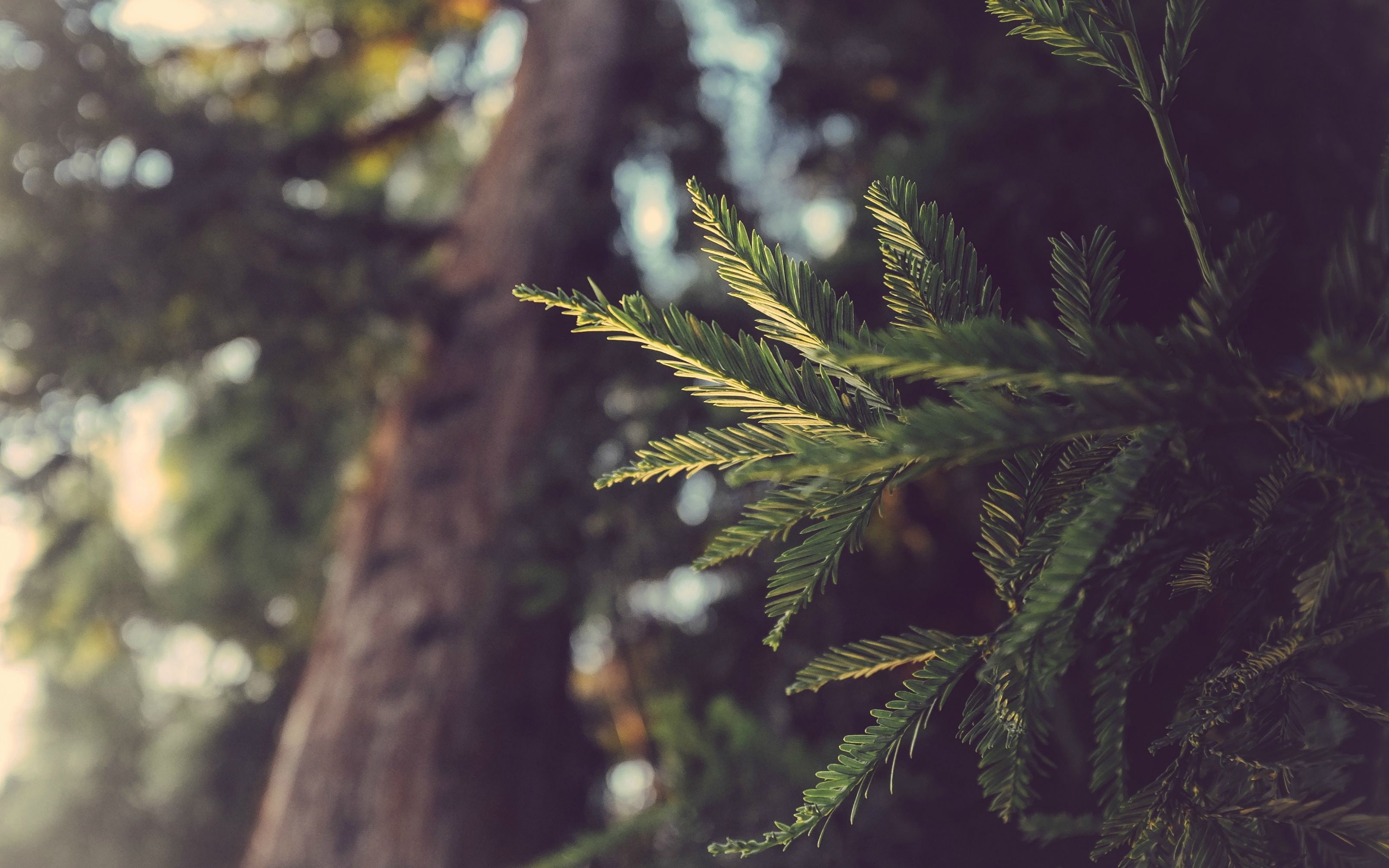 close-up, nature, pine tree, coniferous tree, growth, tree trunk, forest, leaves, rainforest, plant part, pine woodland, no people, land, day, focus on foreground, HD Wallpaper