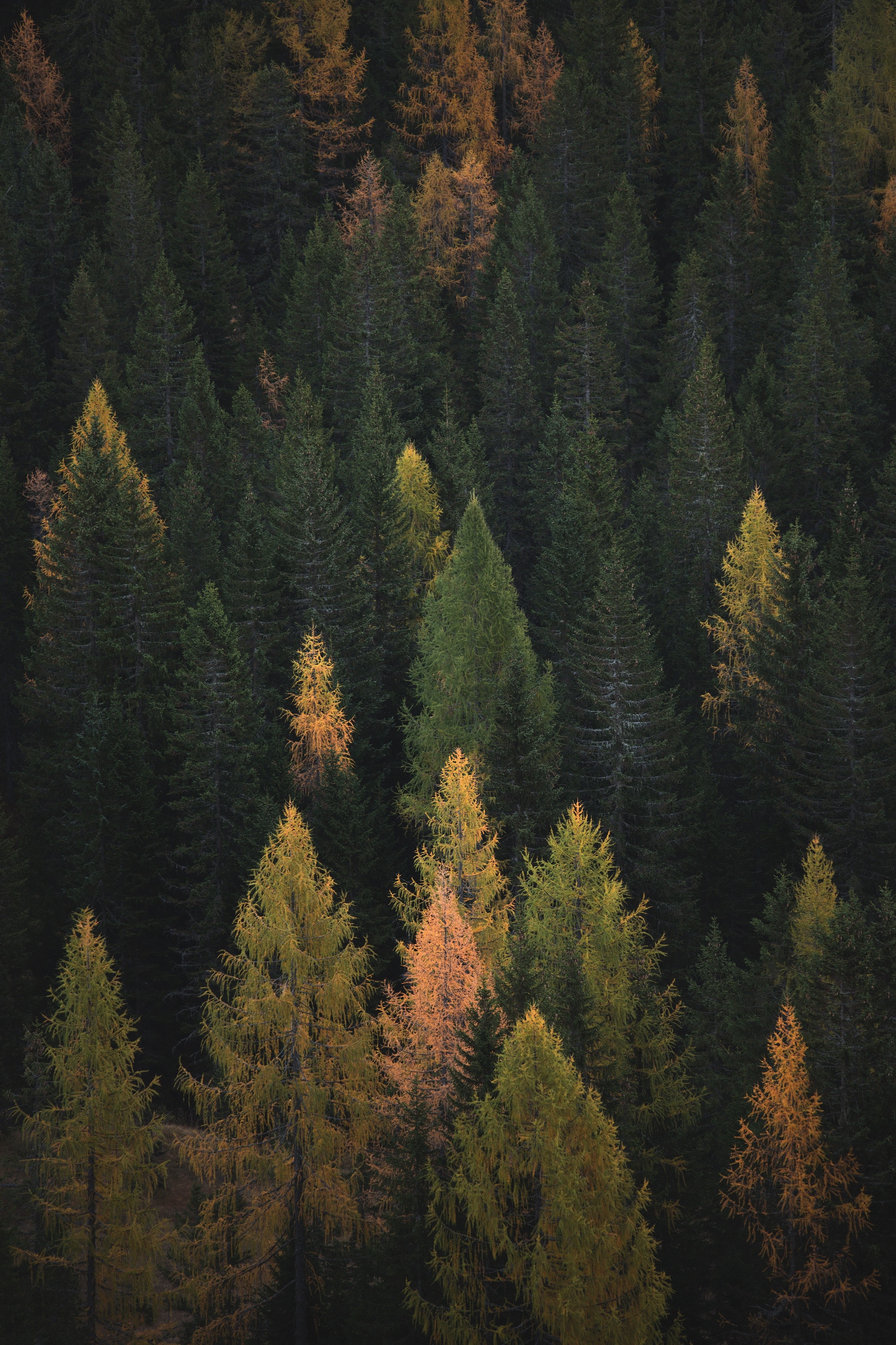 plant, mountain, coniferous tree, pine wood, land, outdoors, tree, fir tree, scenics - nature, growth, trees, no people, evergreen tree, day, high angle view, Phone HD Wallpaper