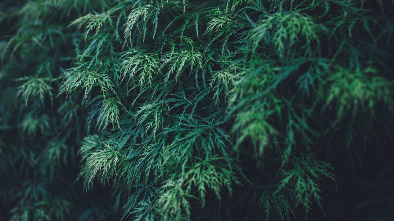 lush foliage, leaves, outdoors, 720P, plant, tranquility, growth, green, plant part, day, full frame, nature, leaf, pine woodland, green color, close-up, HD Wallpaper