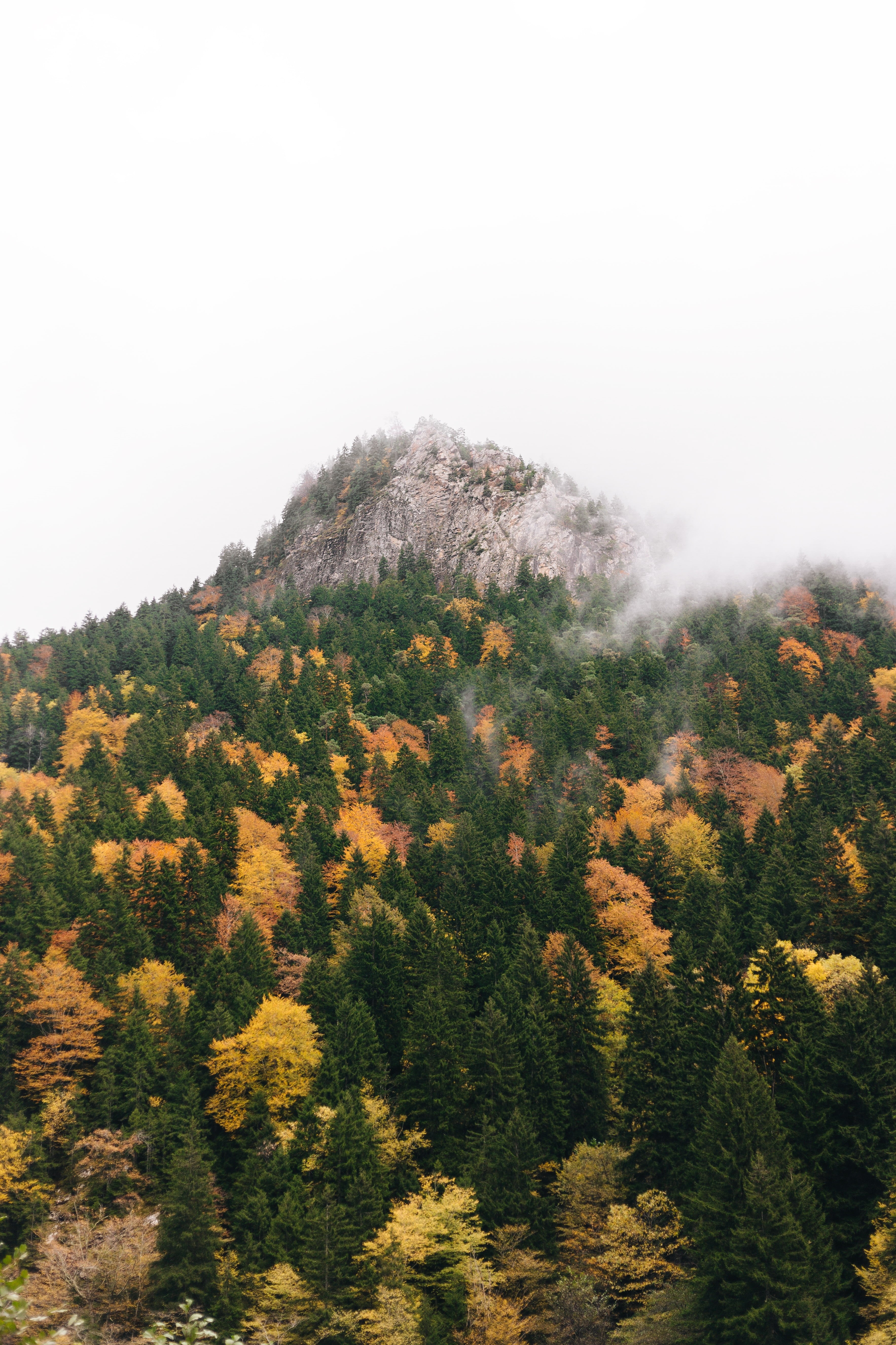 pinaceae, landscape, tranquility, growth, pine trees, scenics - nature, pine tree, pine woodland, sky, plant, tree, land, fall, trees, tranquil scene, no people, Phone HD Wallpaper