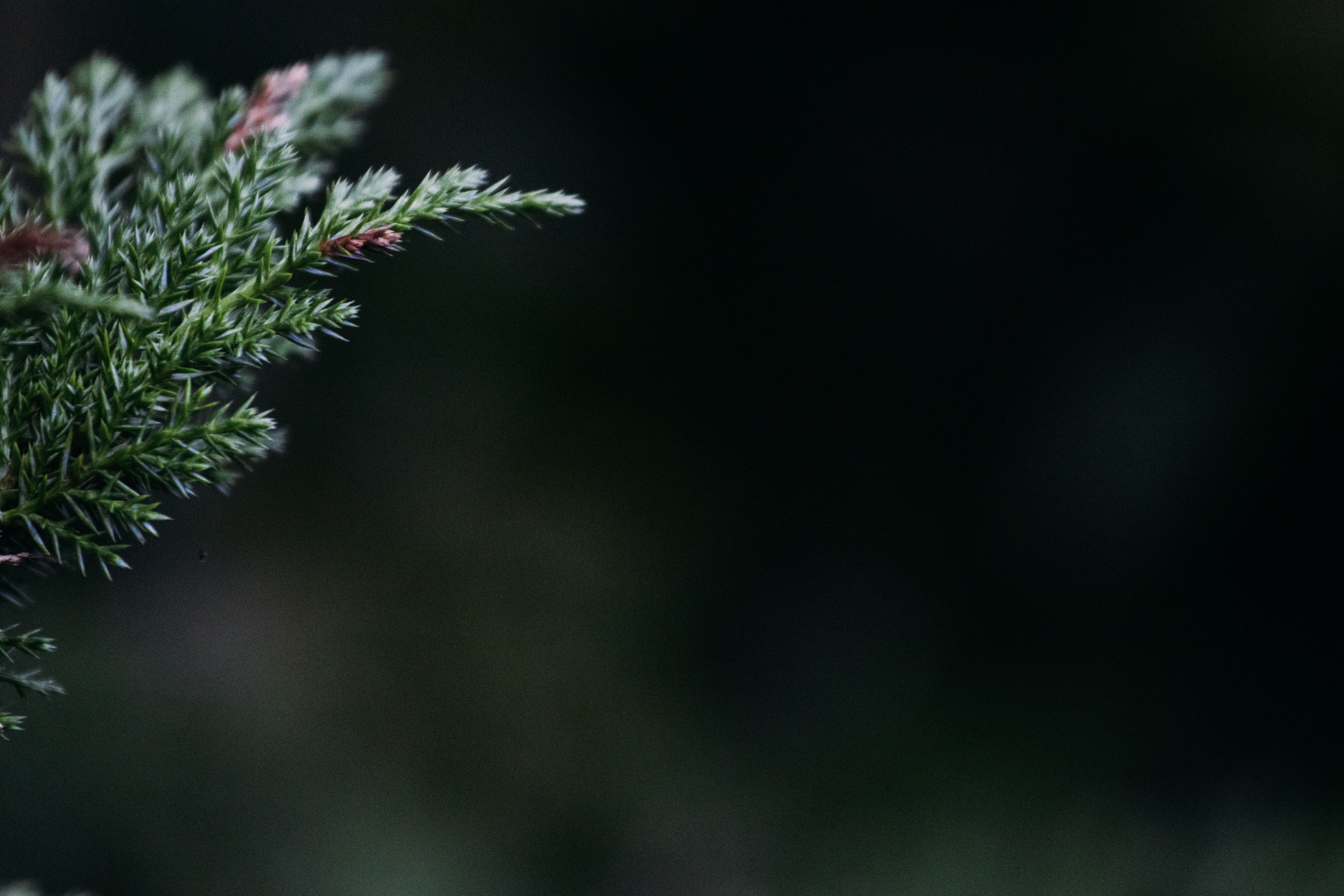 outdoors, dark, winter, plant part, photography, selective, evergreen Tree, branch, focus on foreground, growth, tree, macro, close-up, tranquility, beauty in nature, HD Wallpaper