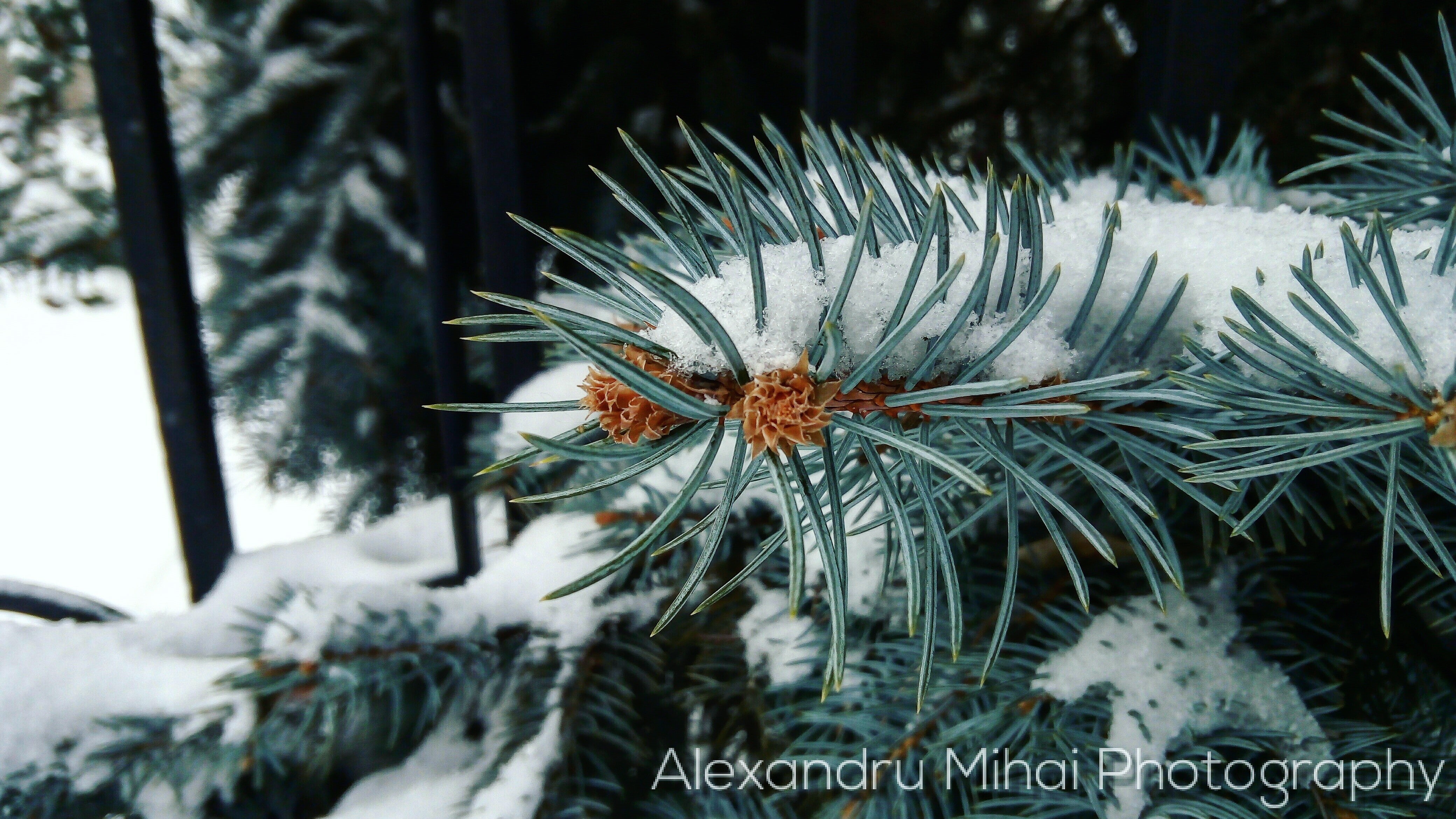 cold temperature, plant, pine tree, nature, growth, winter, outdoors, tree, snow, coniferous tree, pinaceae, one animal, 4K, pine trees, white color, close-up, HD Wallpaper