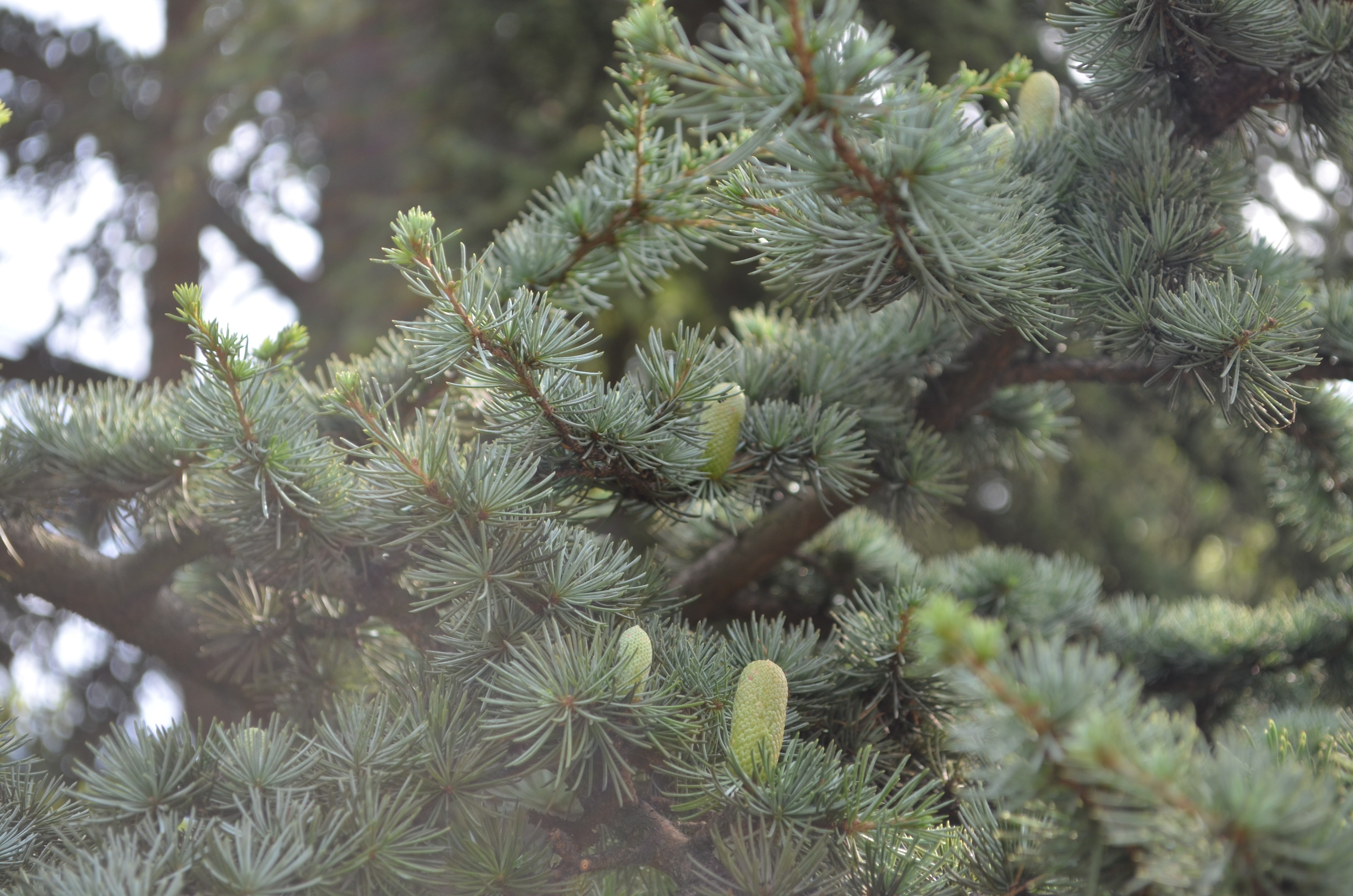 pine trees, selective focus, close-up, outdoors, pinaceae, tranquility, low angle view, day, nature, tree, needle - plant part, full frame, green color, HD Wallpaper