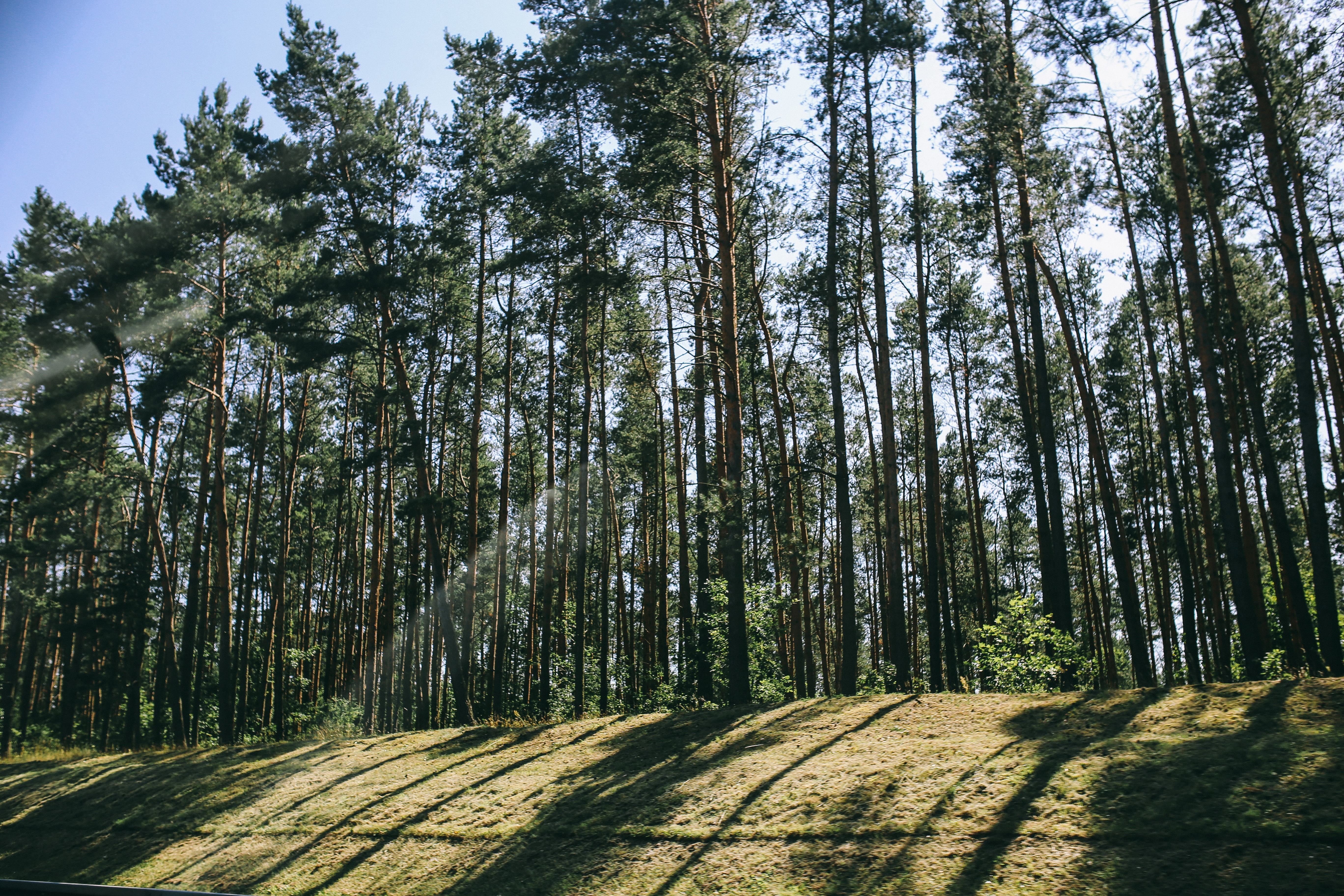 tree, plant, landscape, non-urban scene, countryside, nature, tranquil scene, growth, sunlight, the way forward, dappled, 5K, woods, woodland, Pine trees, HD Wallpaper