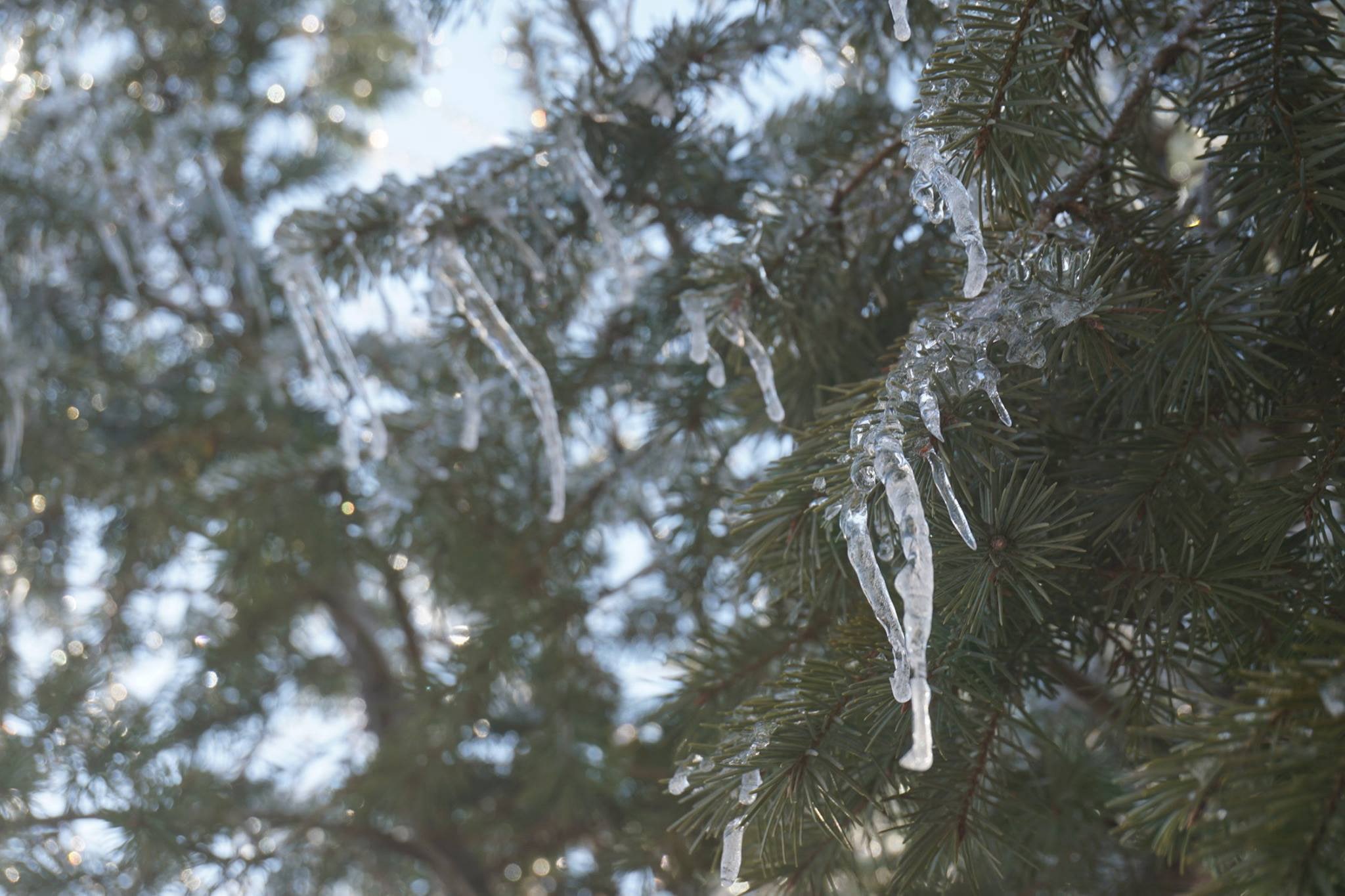 icicle, winter, pine tree, growth, pinaceae, needle - plant part, close-up, day, snow, low angle view, pine trees, outdoors, tree, nature, branch, focus on foreground, HD Wallpaper