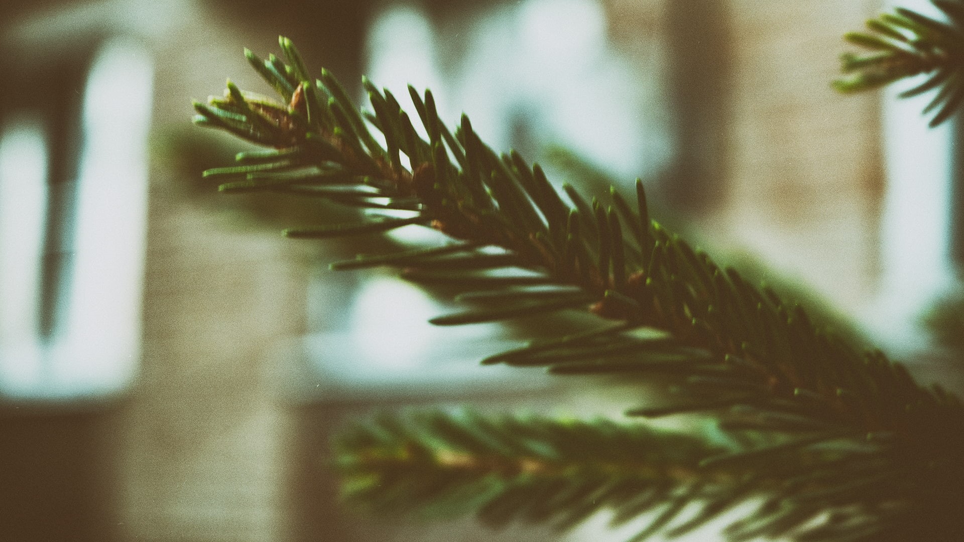 plants, pine tree, plant part, tree, coniferous tree, focus on foreground, close-up, sunlight, growth, landscape, day, selective focus, pinaceae, green color, HD Wallpaper