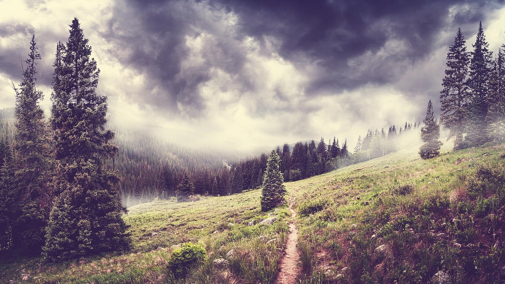 sky, environment, non-urban scene, forest, nature, no people, 1080P, evergreen tree, pinaceae, coniferous tree, pine, trees, tranquility, landscape, land, HD Wallpaper