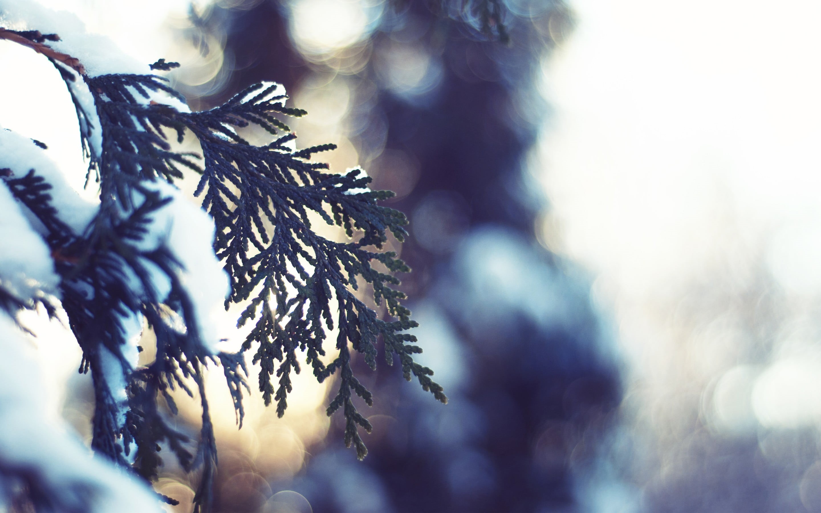beauty In Nature, decoration, pinaceae, cold temperature, frost, tranquility, forest, bokeh, cold - Temperature, frozen, defocused, blue, depth of field, HD Wallpaper