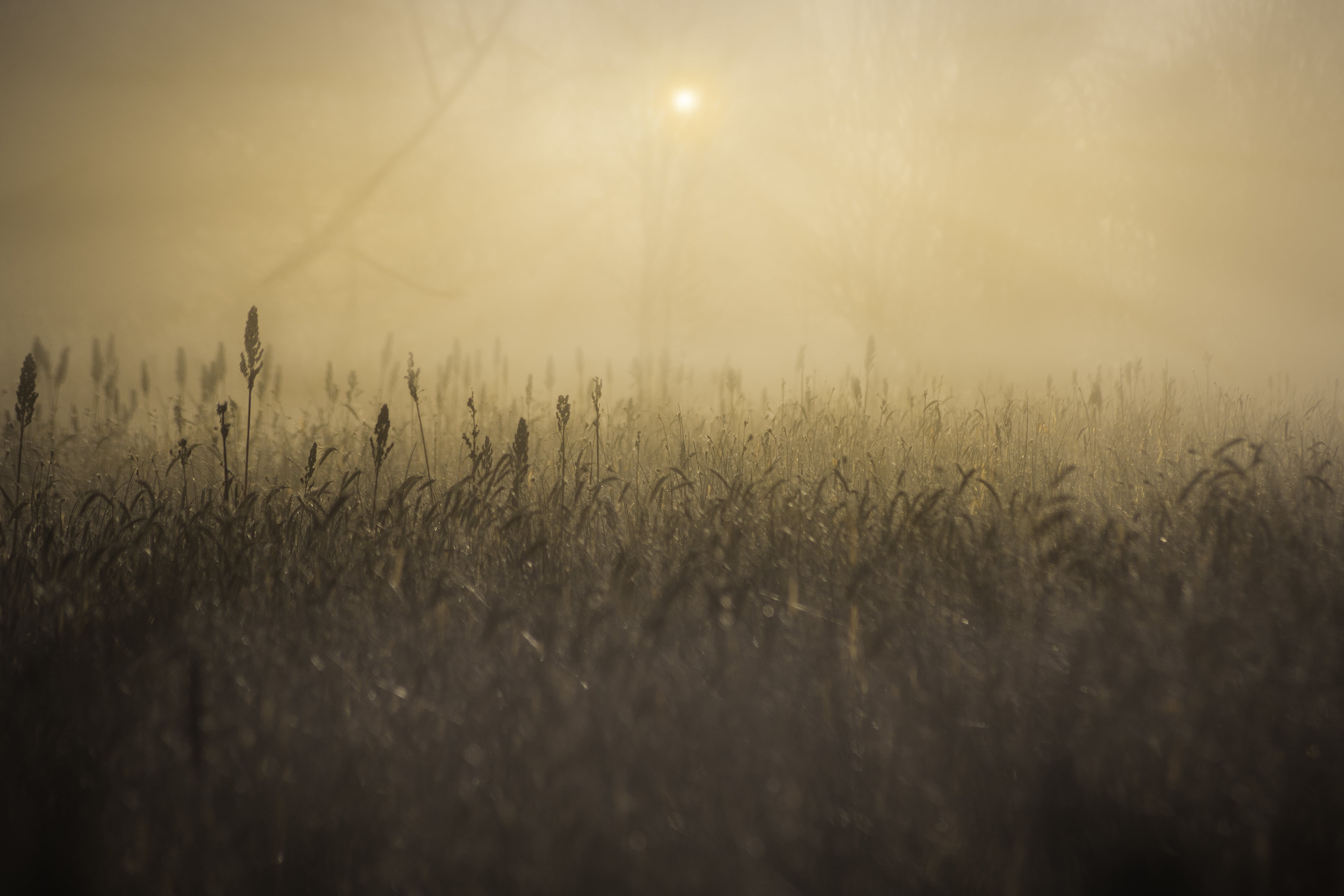 misty, dust, essex, no filter, morning, car, photography, nature, green, meadow, grass field, mist, field, Little Leighs, fog, grass, sunlight, slow, outdoors, HD Wallpaper