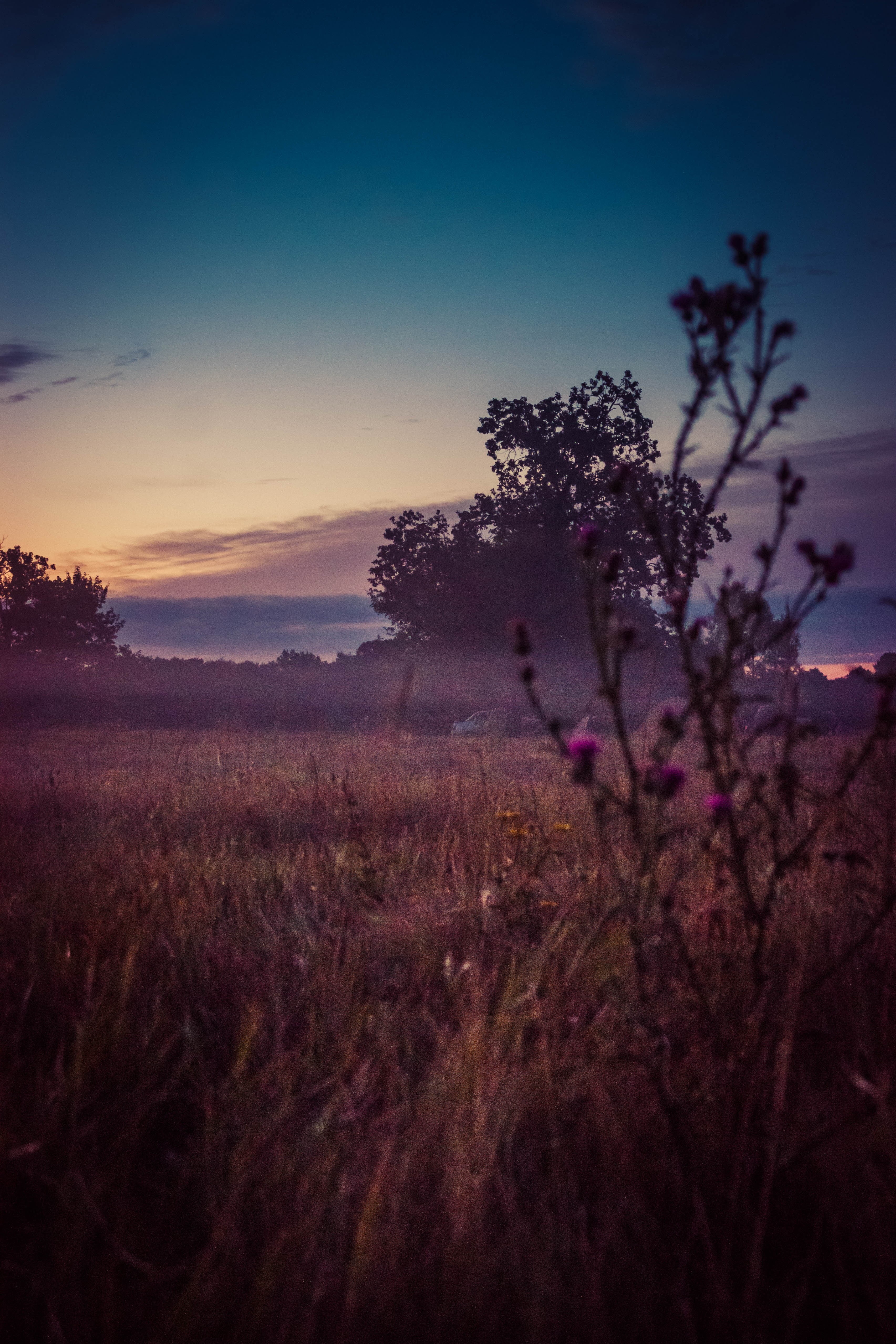 plant, 4K, dusk, cloud - sky, nature, grass, smog, growth, morning, field, environment, tranquil scene, outdoors, scenics - nature, sunset, green, land, Phone HD Wallpaper