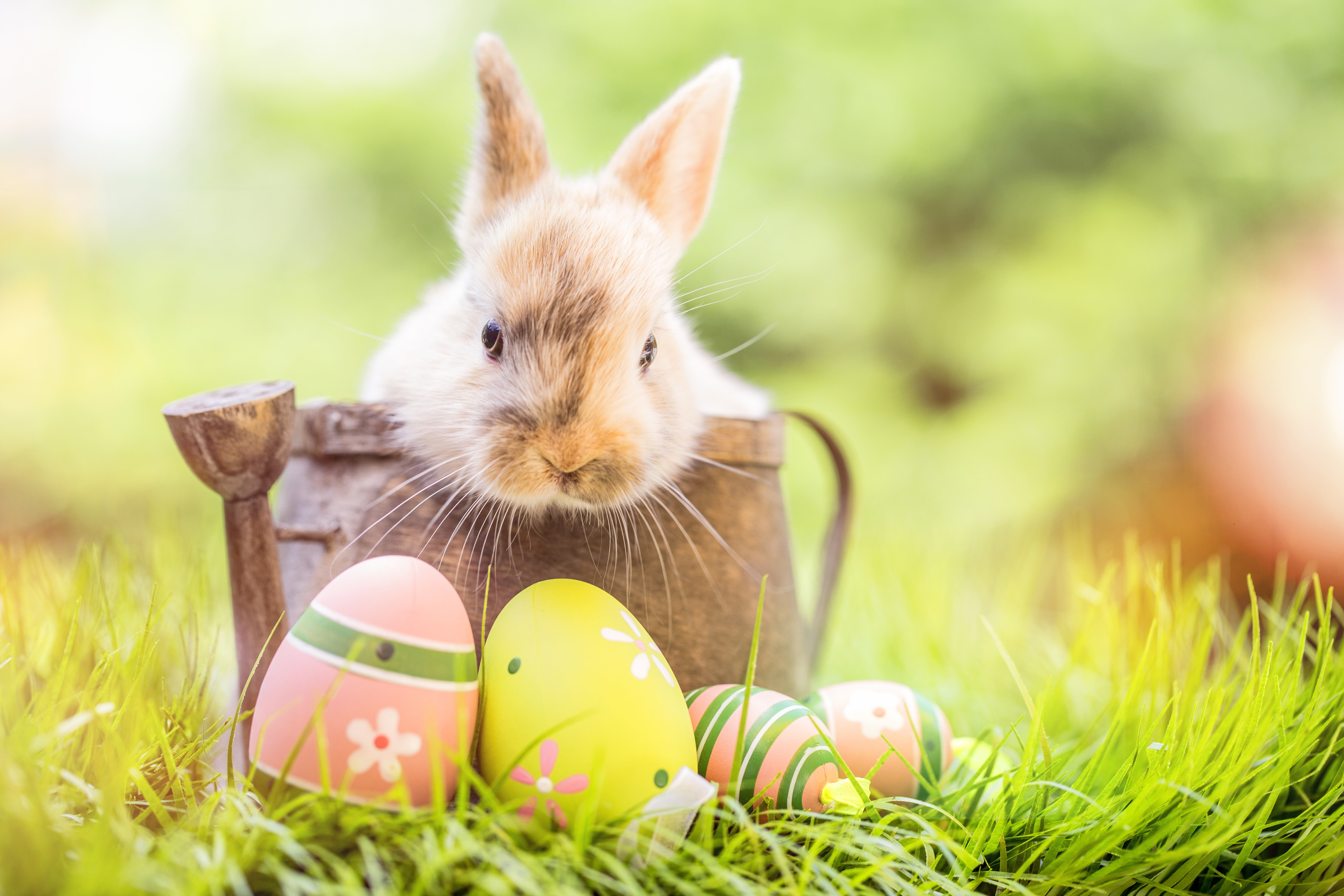 bunny, Easter, grass, decoration, spring, 8K, flowers, rabbit, the painted eggs, eggs, happy, HD Wallpaper