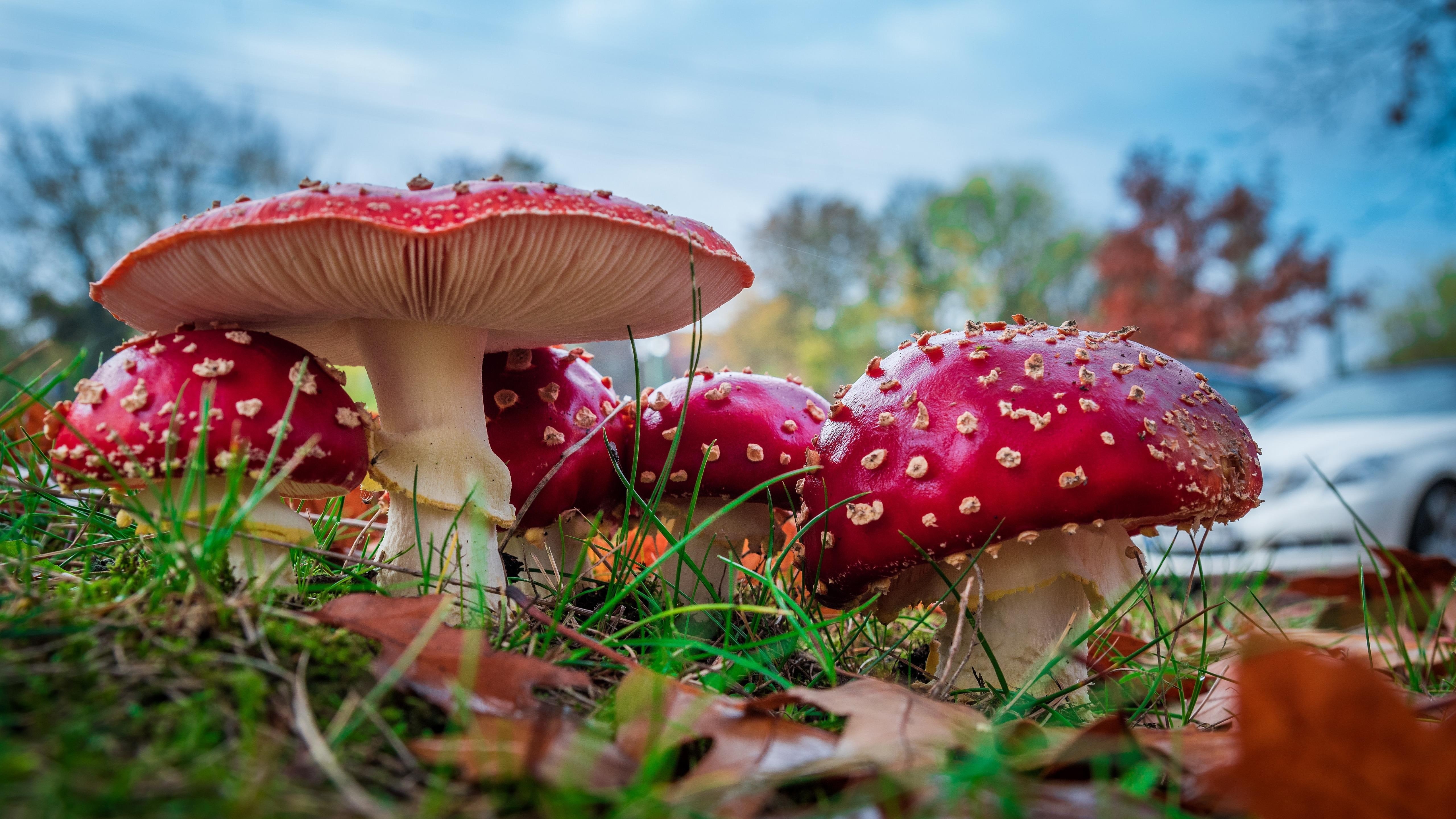 photography, fly amanita, mushroom, hallucinatory, mushrooms, close up, amanita muscaria, agaric, fungus, psychoactive, fly agaric, toxic, grass, 5K, psychoactive, HD Wallpaper
