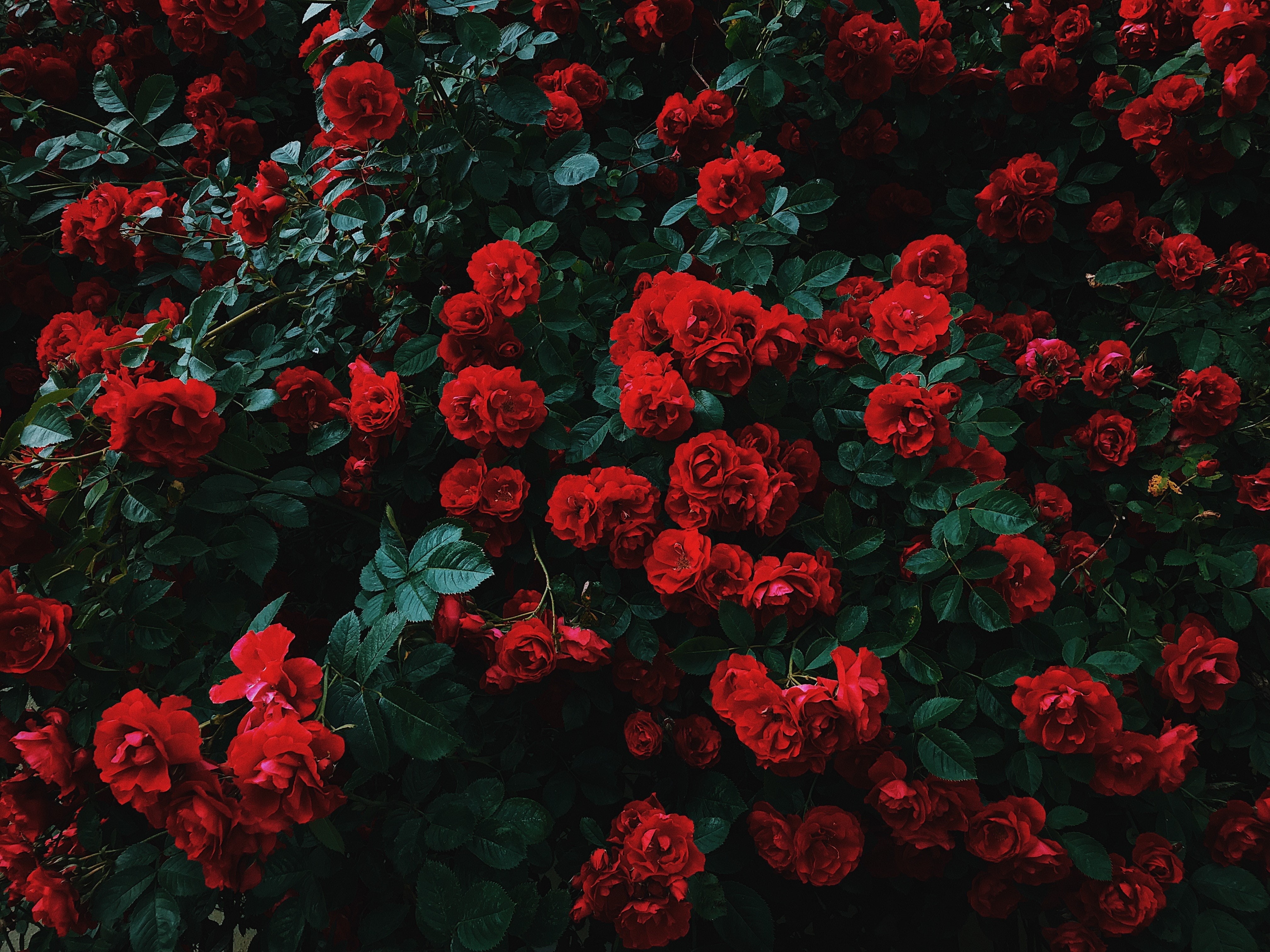garden, 4K, roses, contrast, bush, red, bloom, HD Wallpaper