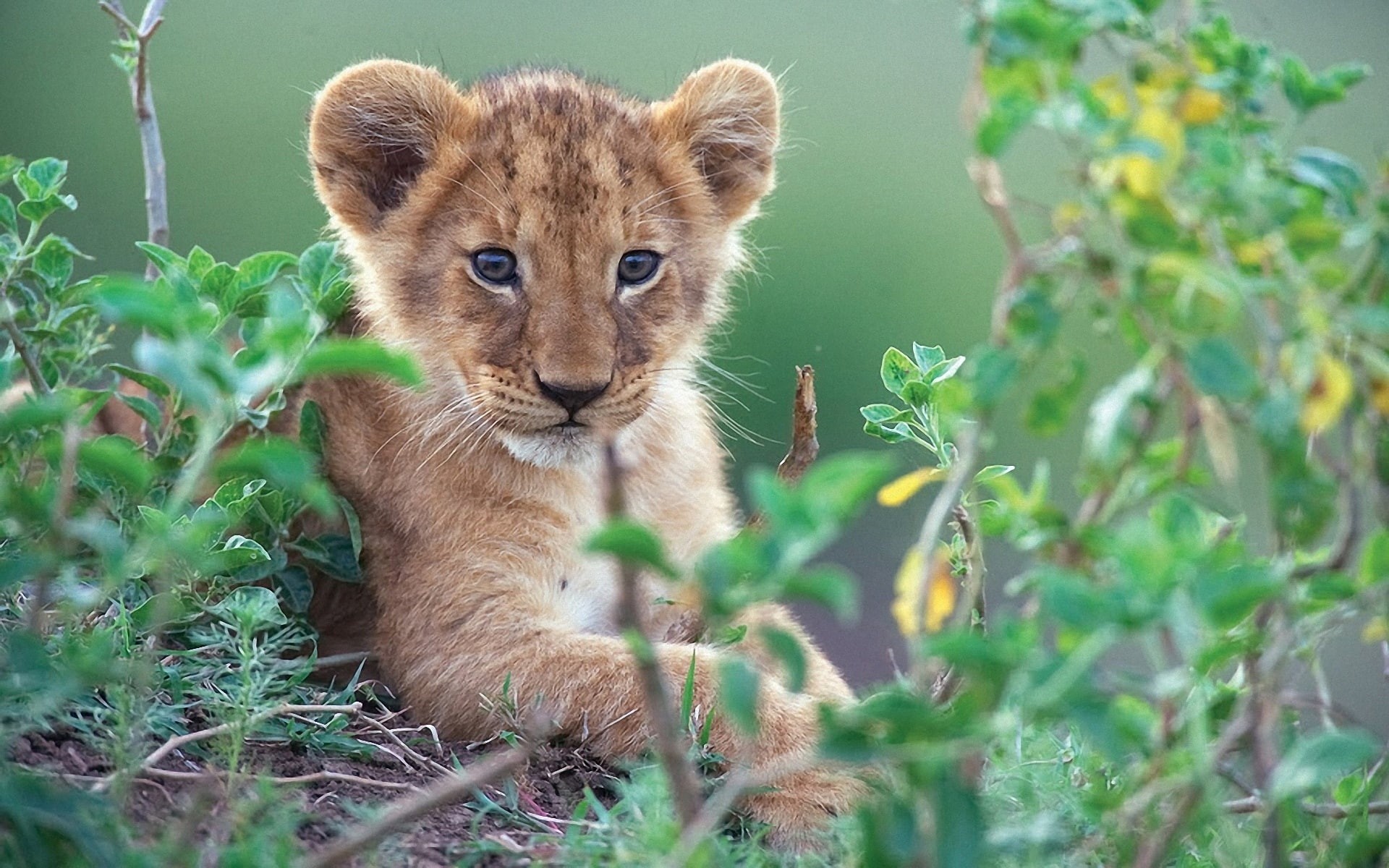 Little, 1080P, cub, Bushes, Green, Lion, Cute, HD Wallpaper