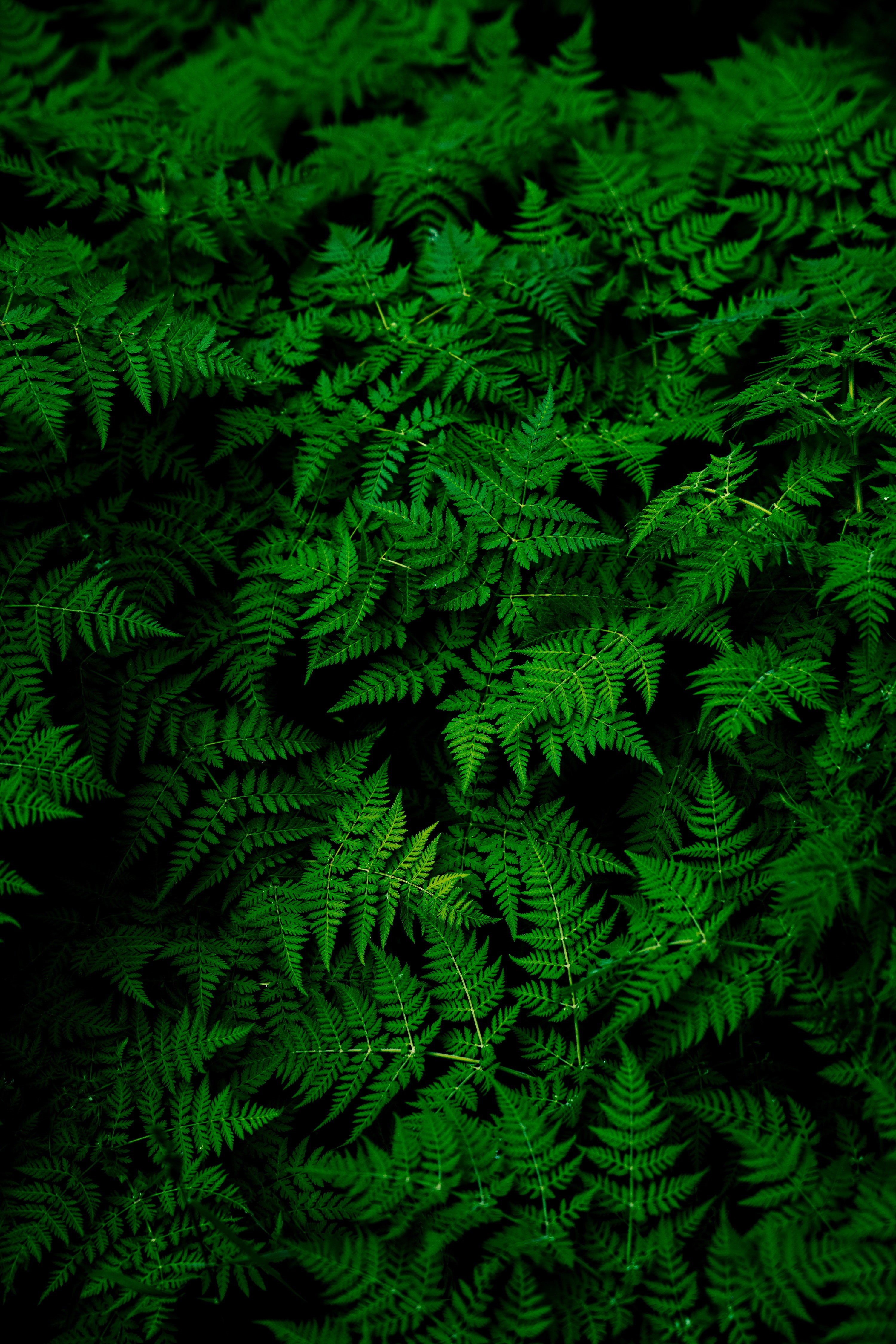 leaves, green, nature, plants, 4K, ferns, macro, Phone HD Wallpaper