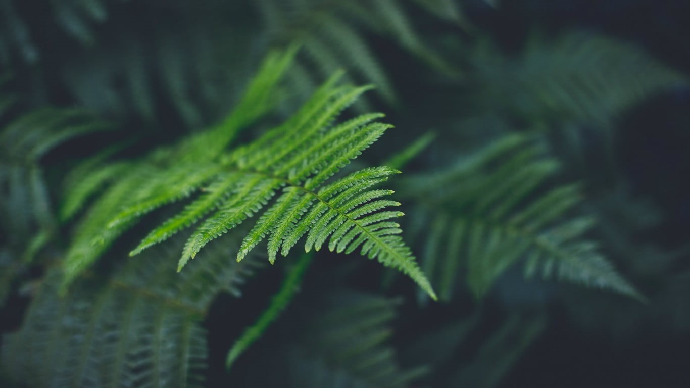 leaf, green, land, selective focus, leafed, rainforest, palm leaf, plant, ferns, focus on foreground, freshness, nature, coniferous tree, growth, no people, HD Wallpaper