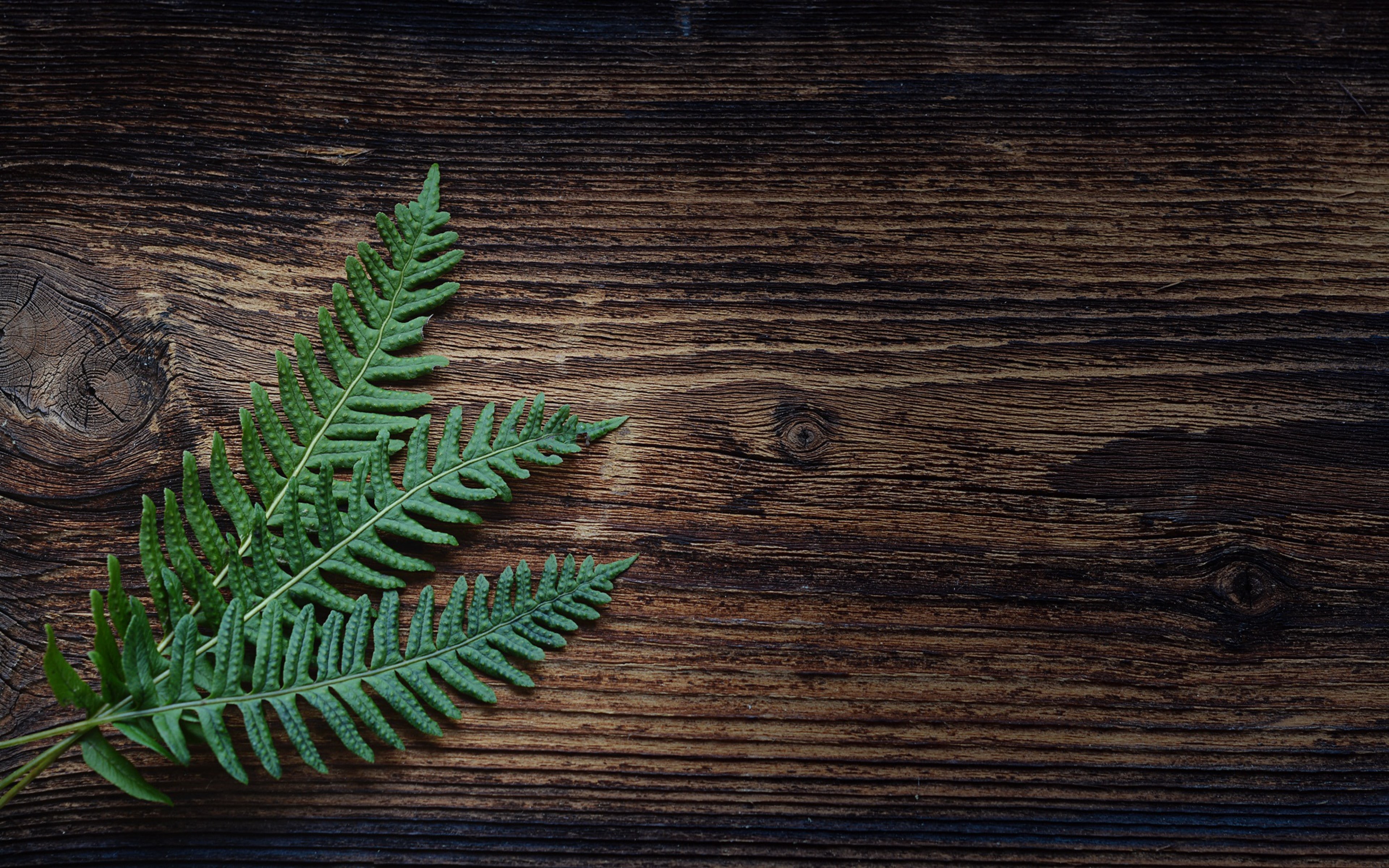 4k pics, leaves, fern, download 3840x2400 fern, plant backgrounds, 4K, HD Wallpaper