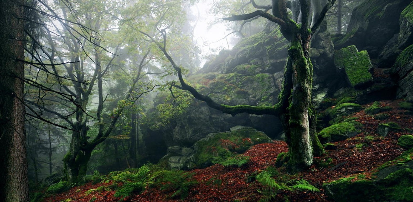 morning, leaf, land, sunbeam, ferns, 720P, woodland, outdoors, forest, day, sunlight, trees, zhangjiajie, fog, tree trunk, rock - Object, branch, hills, HD Wallpaper
