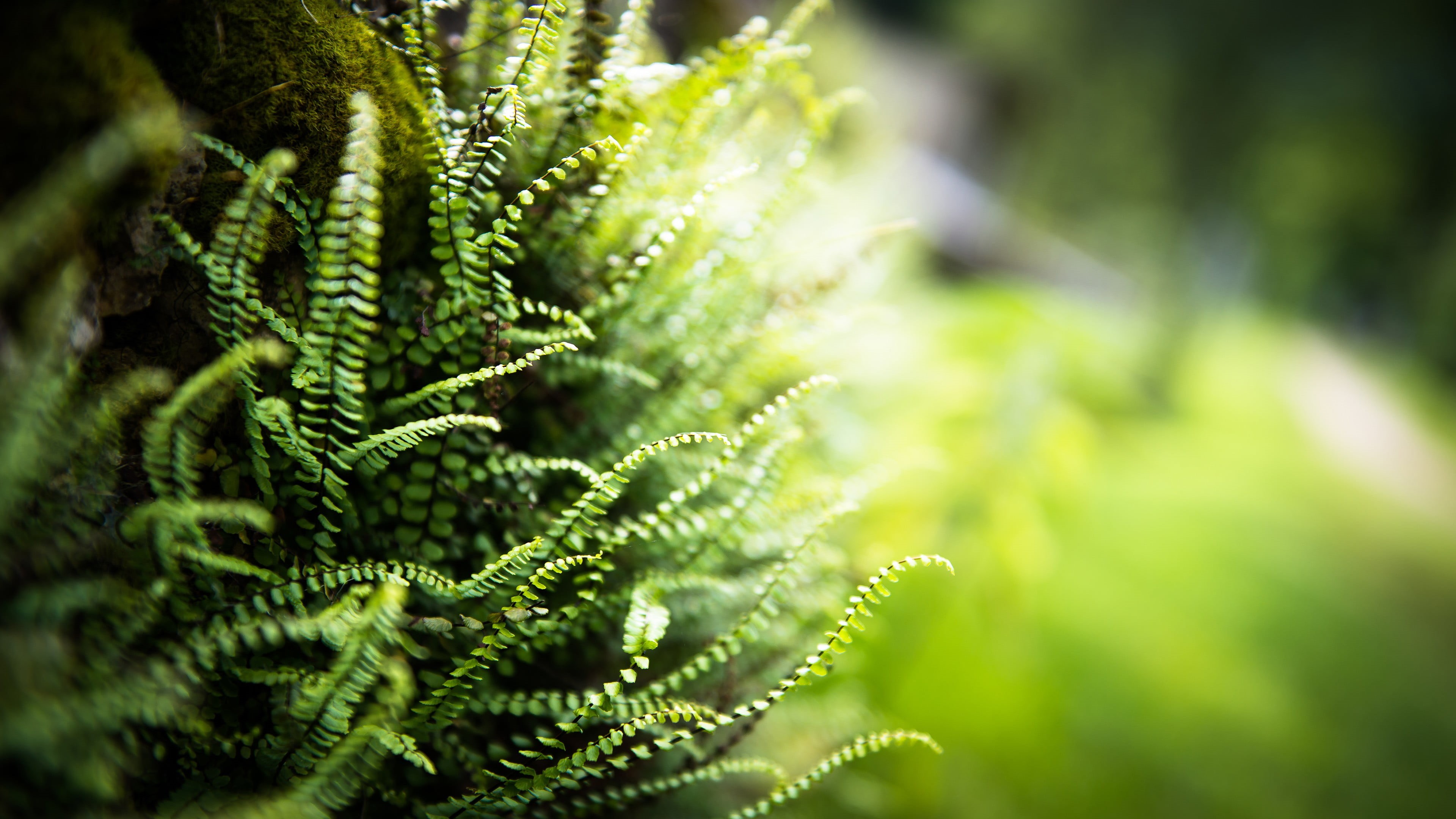 focus on foreground, abstract, beauty In Nature, green, fir tree, forest, no People, plant, textured, springtime, pine tree, macro, day, coniferous tree, HD Wallpaper