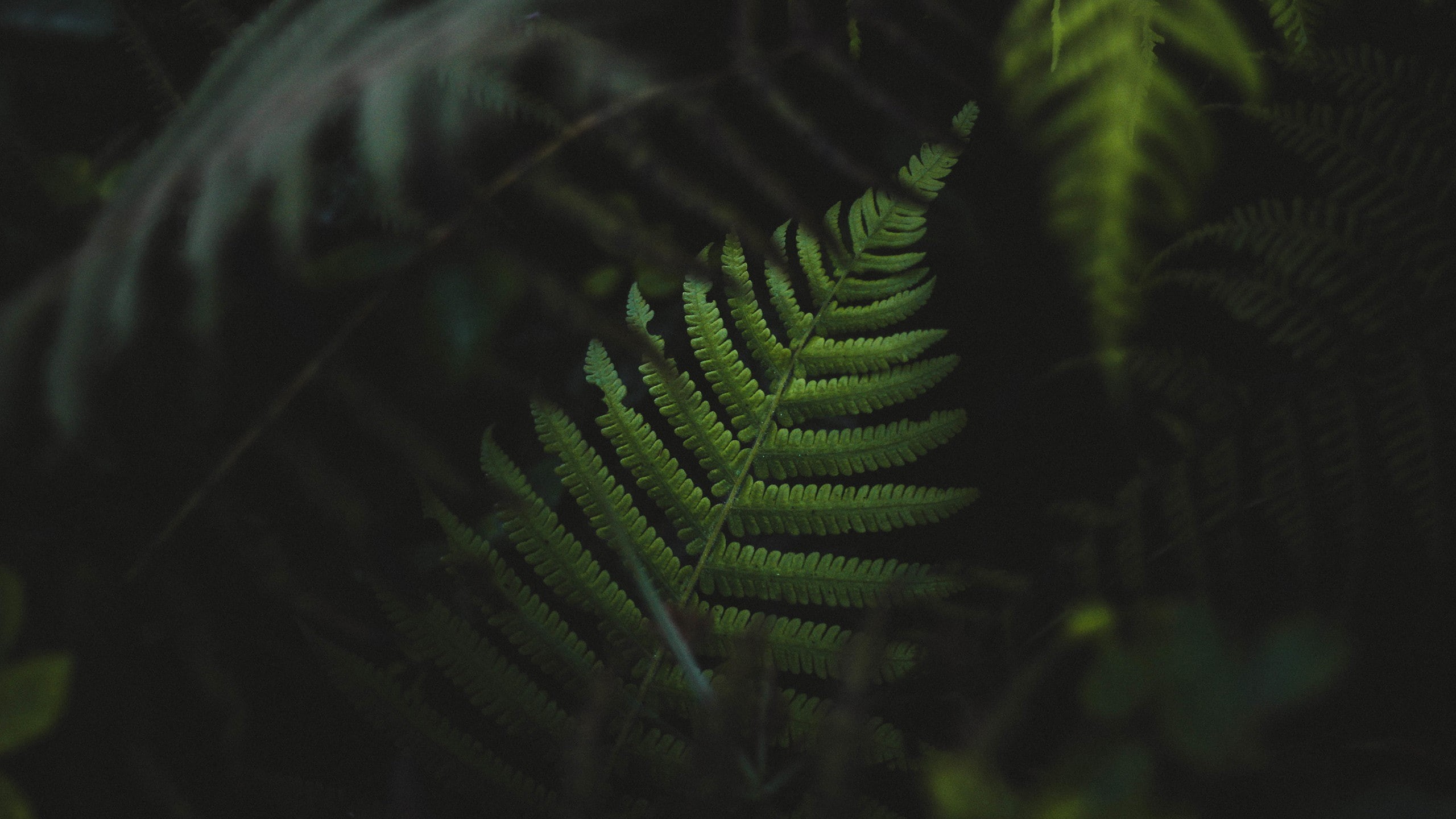 green, ferns, plants, 2K, HD Wallpaper