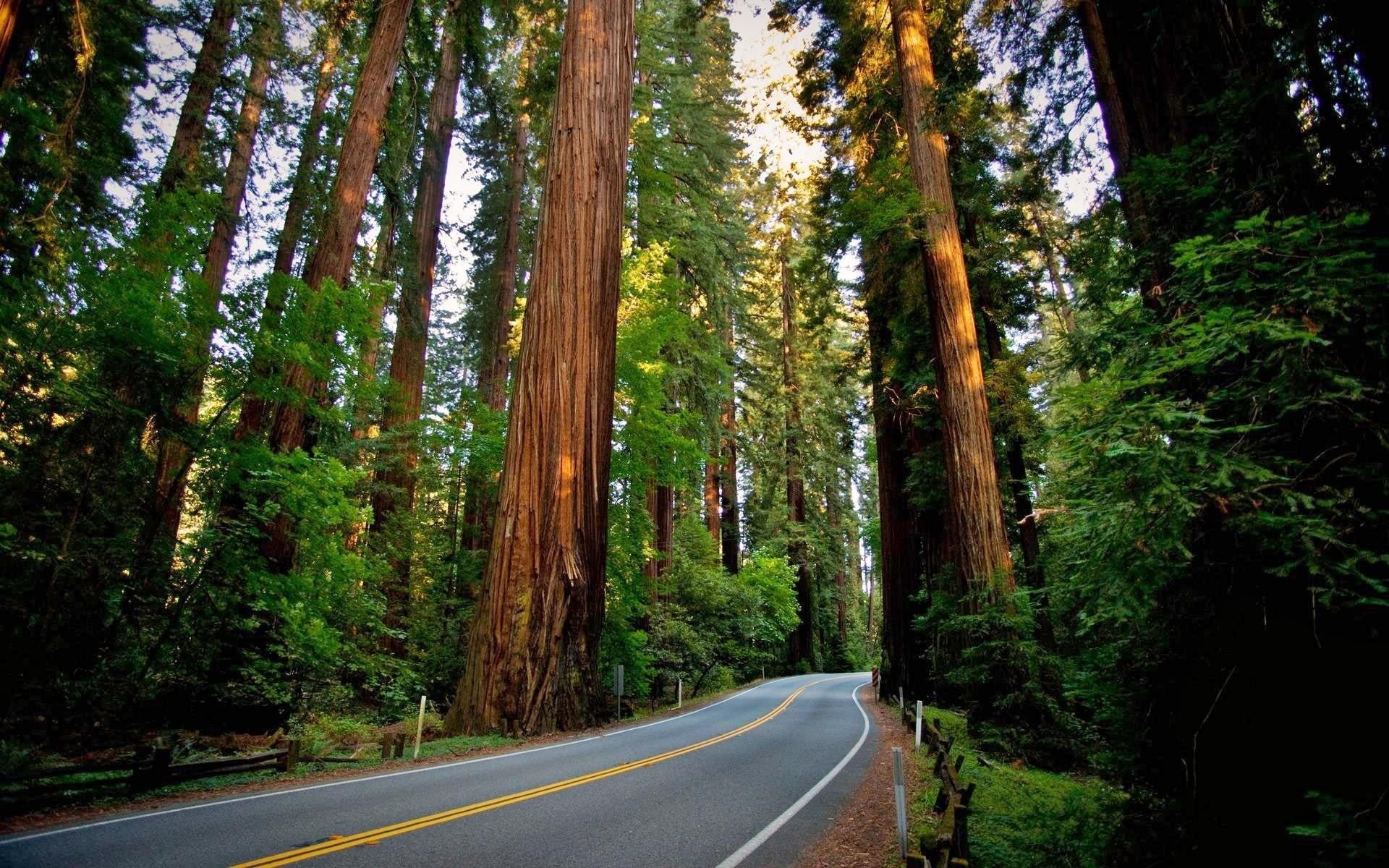 the way forward, dividing line, symbol, trunk, growth, road marking, land, forest, plant, landscape, road, marking, nature, direction, transportation, outdoors, HD Wallpaper