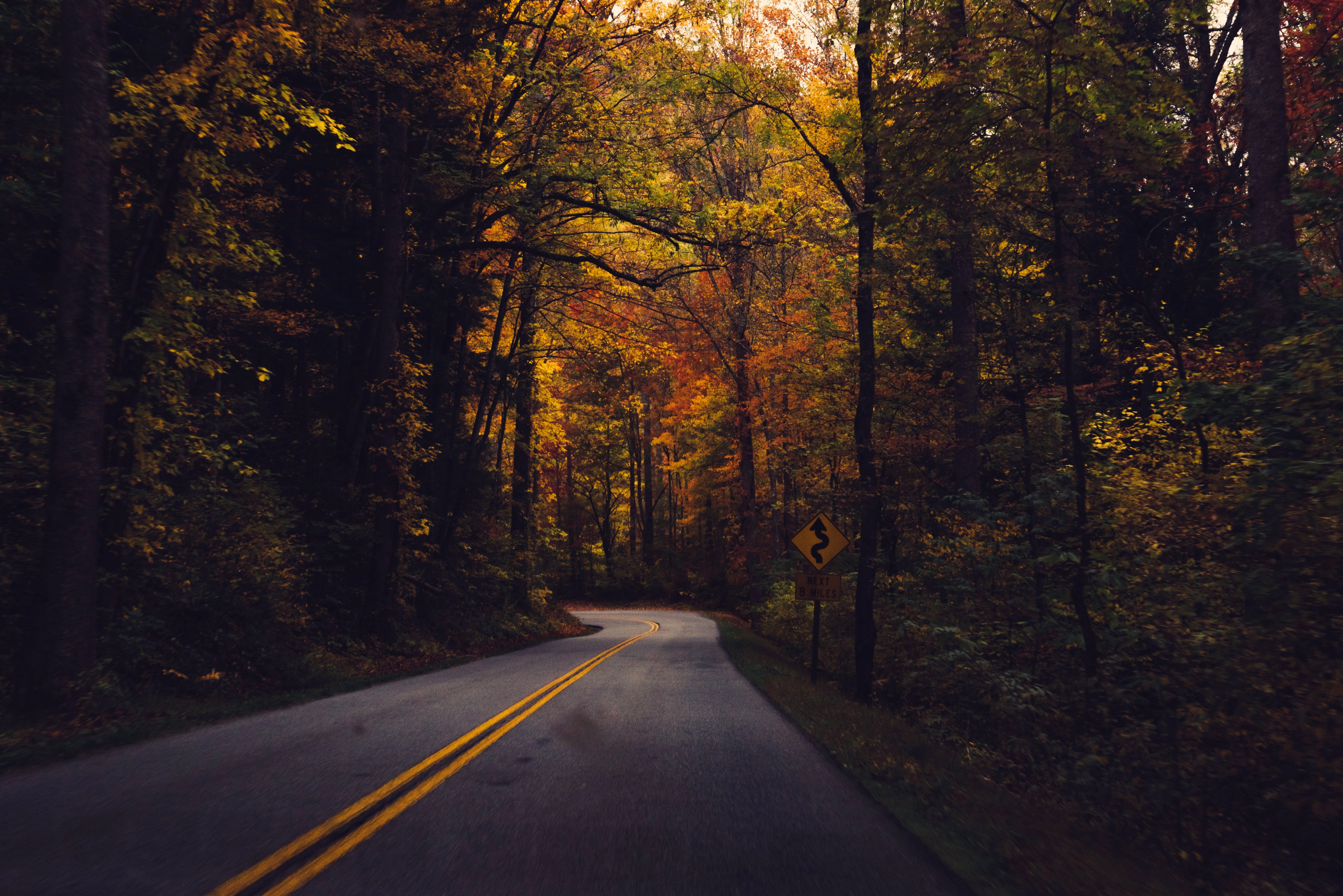 United States, autumn, nature, public domain, Gatlinburg 2015, park, trees, direction, tree, Roadway, scenics, dividing line, leaf, photos, forest, plant, HD Wallpaper