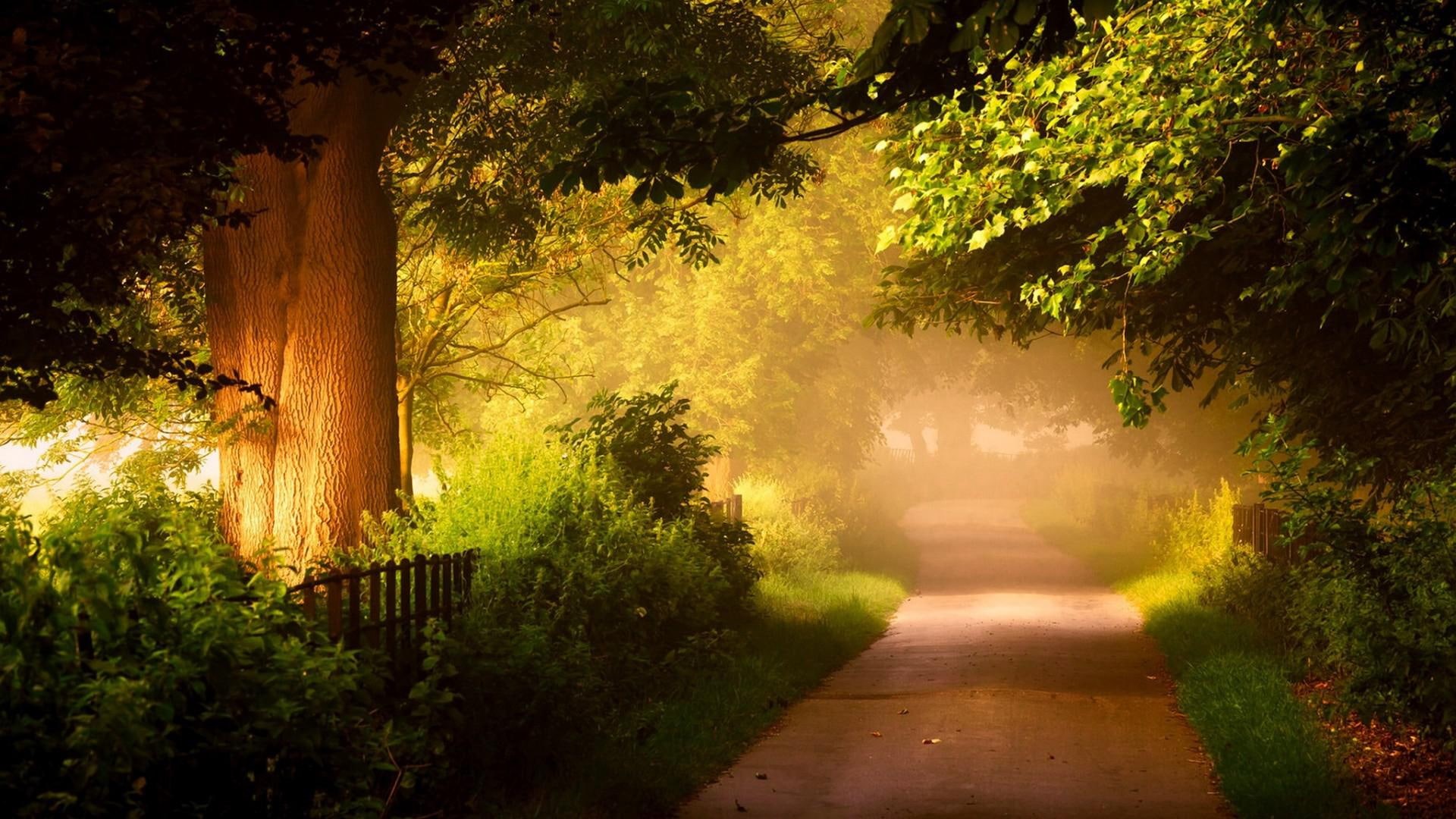 nature, forest, roads, 1080P, trees, scenery, HD Wallpaper