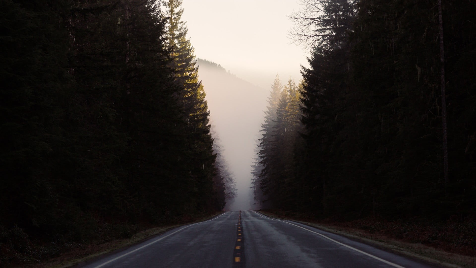 trees, 1080P, transportation, forest, the way forward, asphalt, diminishing perspective, vanishing point, outdoors, landscape, symbol, tree, dividing line, HD Wallpaper