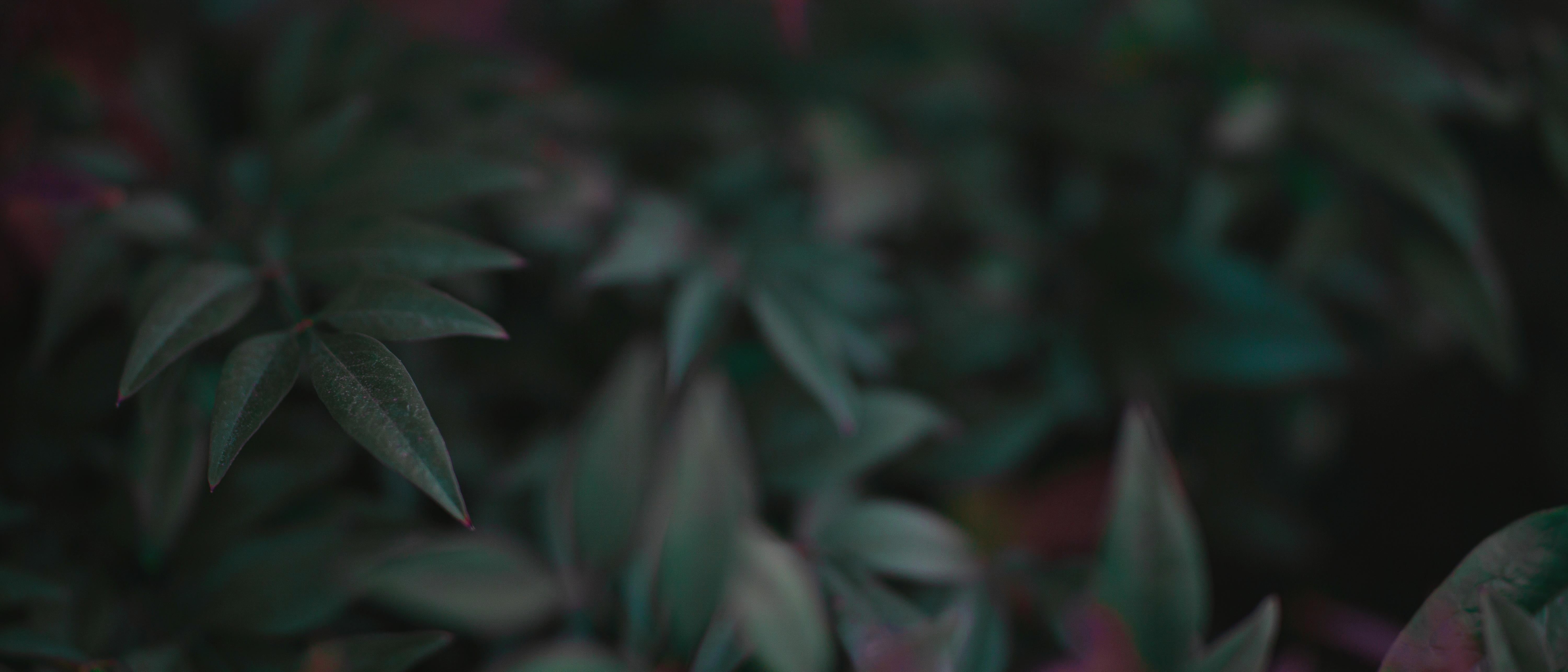 ultrawide, 5K, leaves, wide screen, plants, HD Wallpaper
