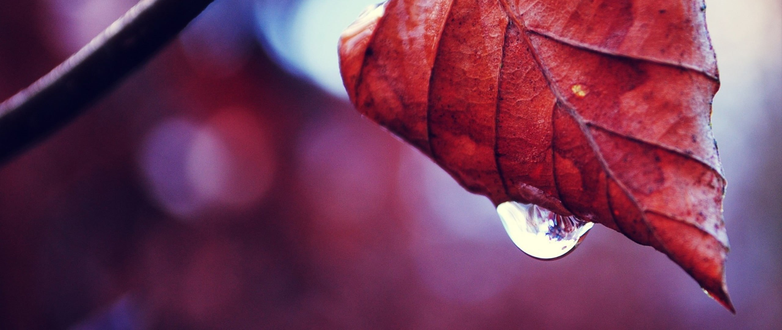 focus on foreground, vulnerability, autumn, beauty in nature, photography, natural condition, autumn collection, leaf vein, close-up, dry, day, plant, tranquility, HD Wallpaper