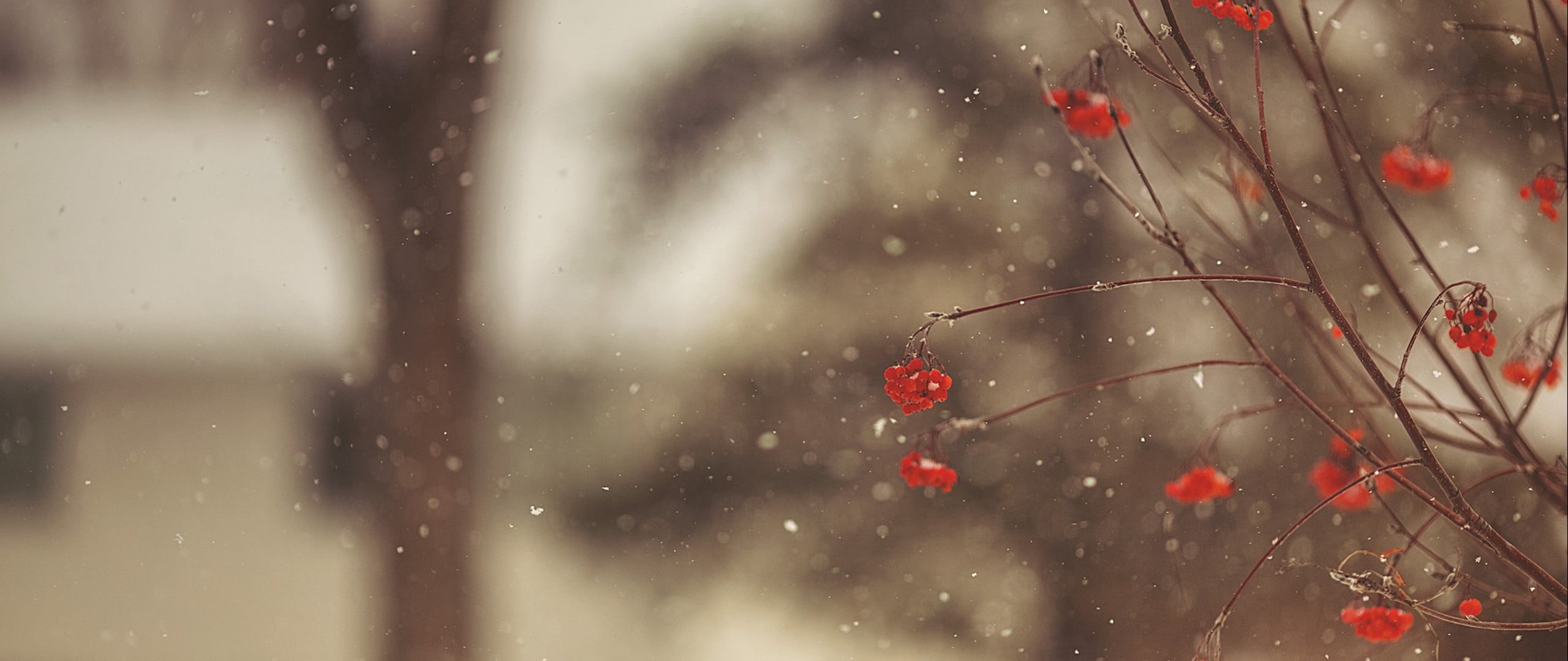 cold temperature, flower, tree, fruit, raindrop, no people, petaled, photography, wet, 2K, snowing, drop, outdoors, rain, ultra-wide, plant, red, winter, HD Wallpaper
