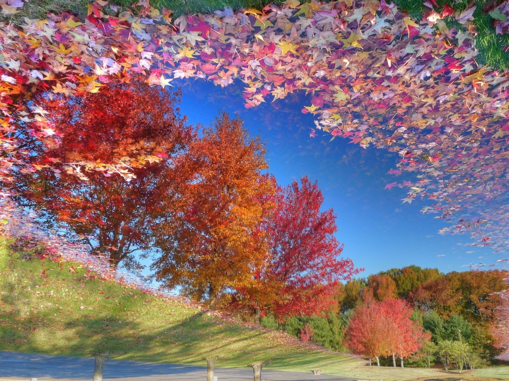 Trees, 720P, REFLECTION, glasses, leaves, art, hd, px, people, x, 1710x1280 px, HD Wallpaper