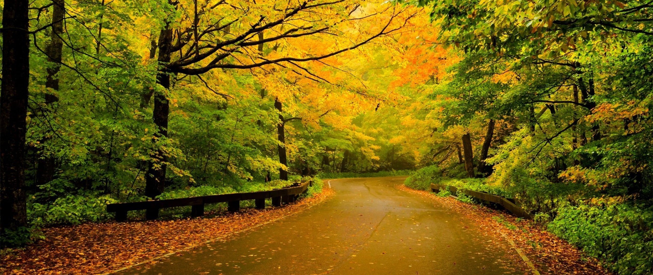 tranquility, no people, idyllic, ultra-wide, land, diminishing perspective, change, growth, autumn, beauty in nature, forest, woodland, nature, 2K, direction, HD Wallpaper